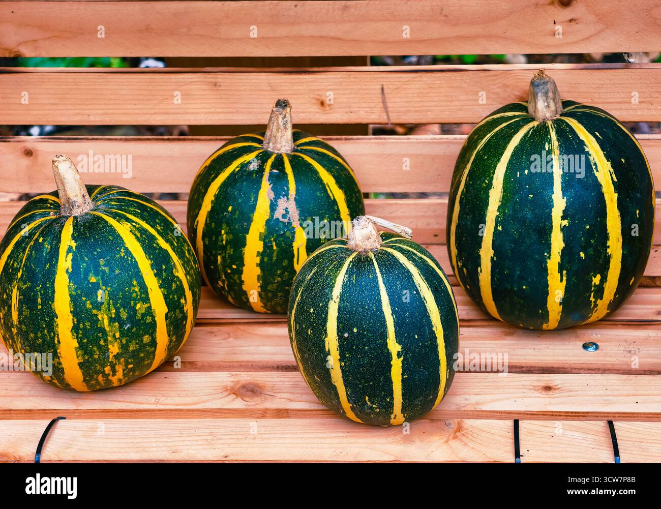 Courge de glands rayée citrouilles vertes jaunes sur banc en bois affiche la récolte d'automne Farm Market Fresh Organic Vegetables Collection Banque D'Images