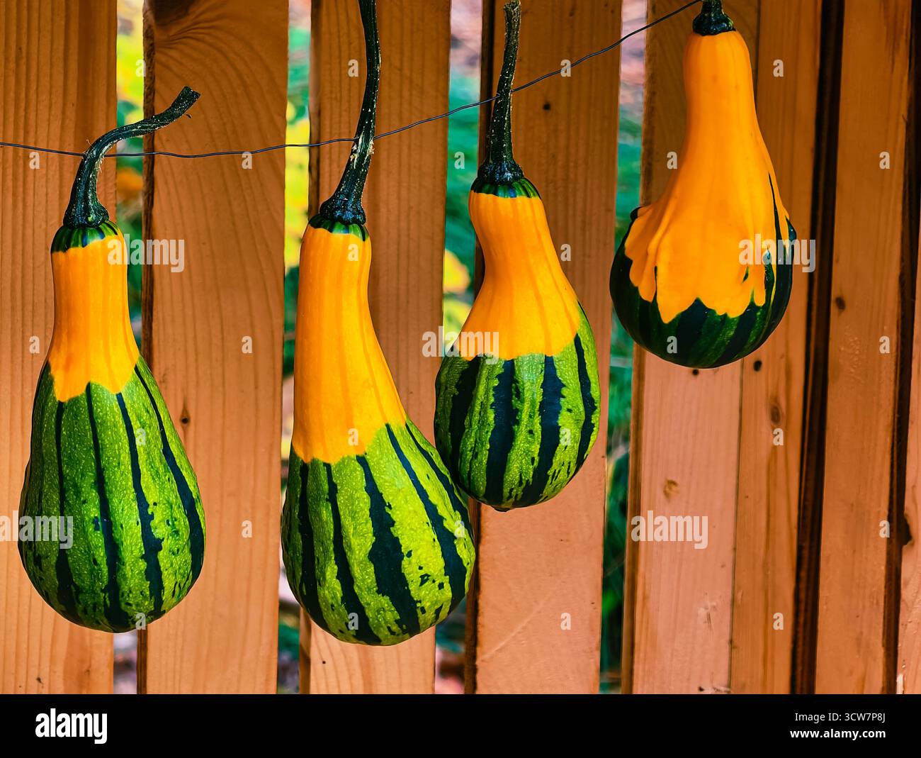 Gourdes rayées décoratives suspendues sur une clôture en bois affichage jardin d'automne Orange Vert ornemental courge ornementale décoration de récolte d'automne Banque D'Images