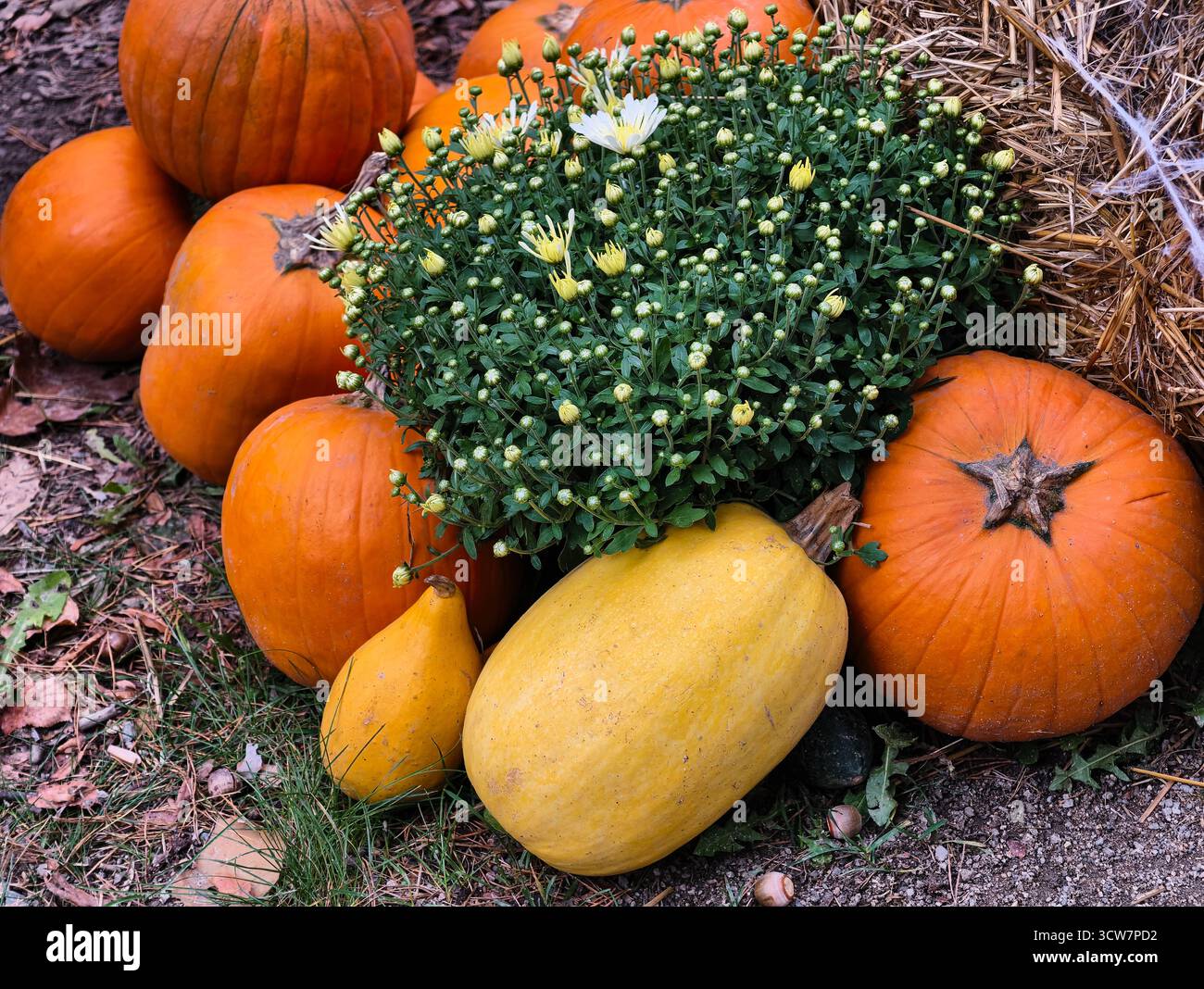 Citrouilles d'automne avec blanc jaune mamans Chrysanthèmes moisson d'automne affichage saisonnier décoration de jardin orange courge balles de foin. Ultra haute résolution Banque D'Images