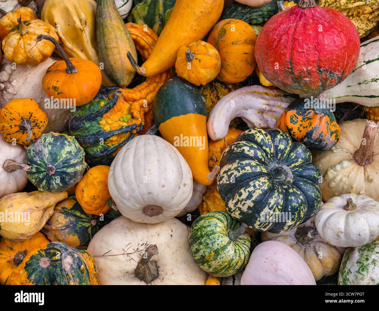 Citrouilles colorées gourdes de foin affichage de balles de foin jardin de récolte d'automne variétés orange vert rayé automne Configuration de décoration saisonnière. Arrière-plan naturel Banque D'Images