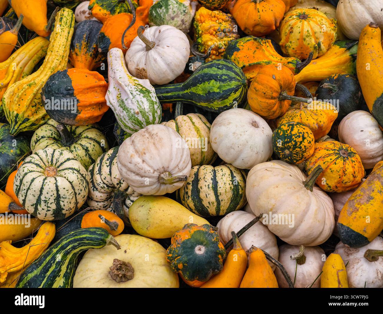 Citrouilles colorées gourdes de foin affichage de balles de foin jardin de récolte d'automne variétés orange vert rayé automne Configuration de décoration saisonnière. Banque D'Images
