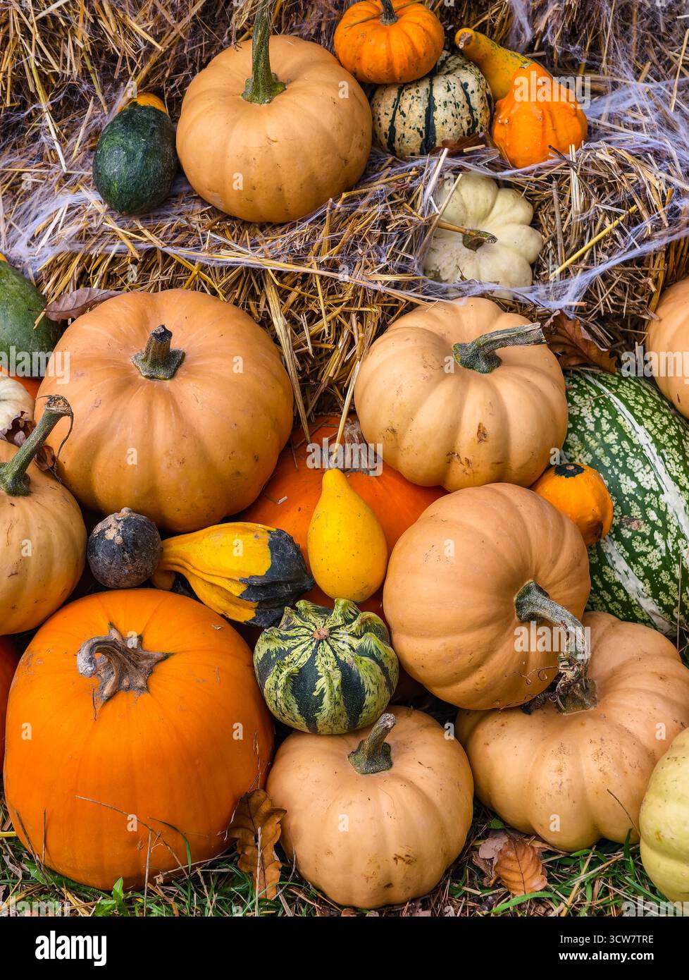 Citrouilles d'Halloween avec toile d'araignée décoration jaune mamans balles de foin Fall Harvest Display Autumn Garden Seasonal Spooky Setup Scene. Papier peint alimentaire Banque D'Images