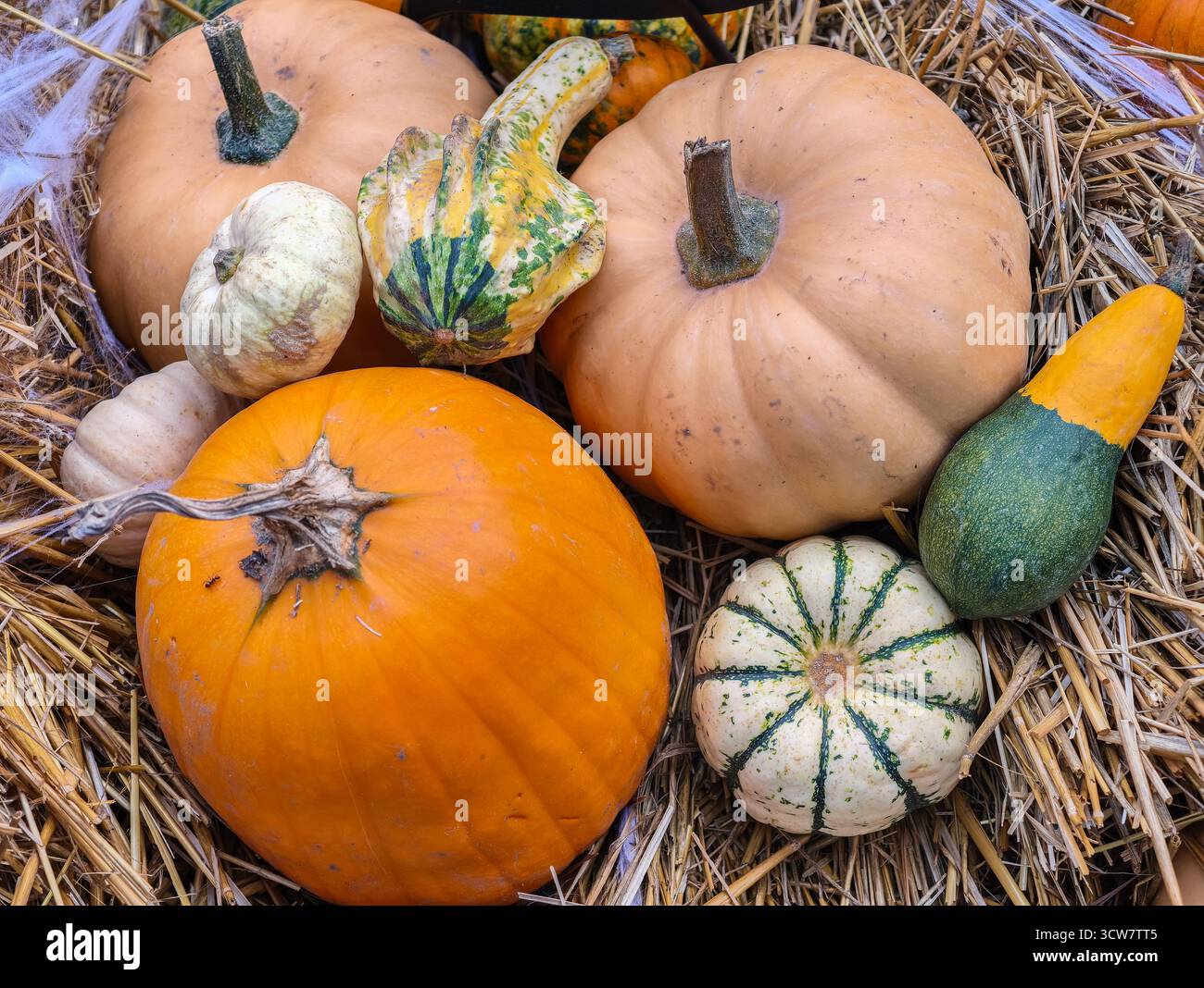 Citrouilles colorées gourdes de foin affichage de balles de foin jardin de récolte d'automne variétés orange vert rayé automne Configuration de décoration saisonnière. Ultra haute résolution Banque D'Images