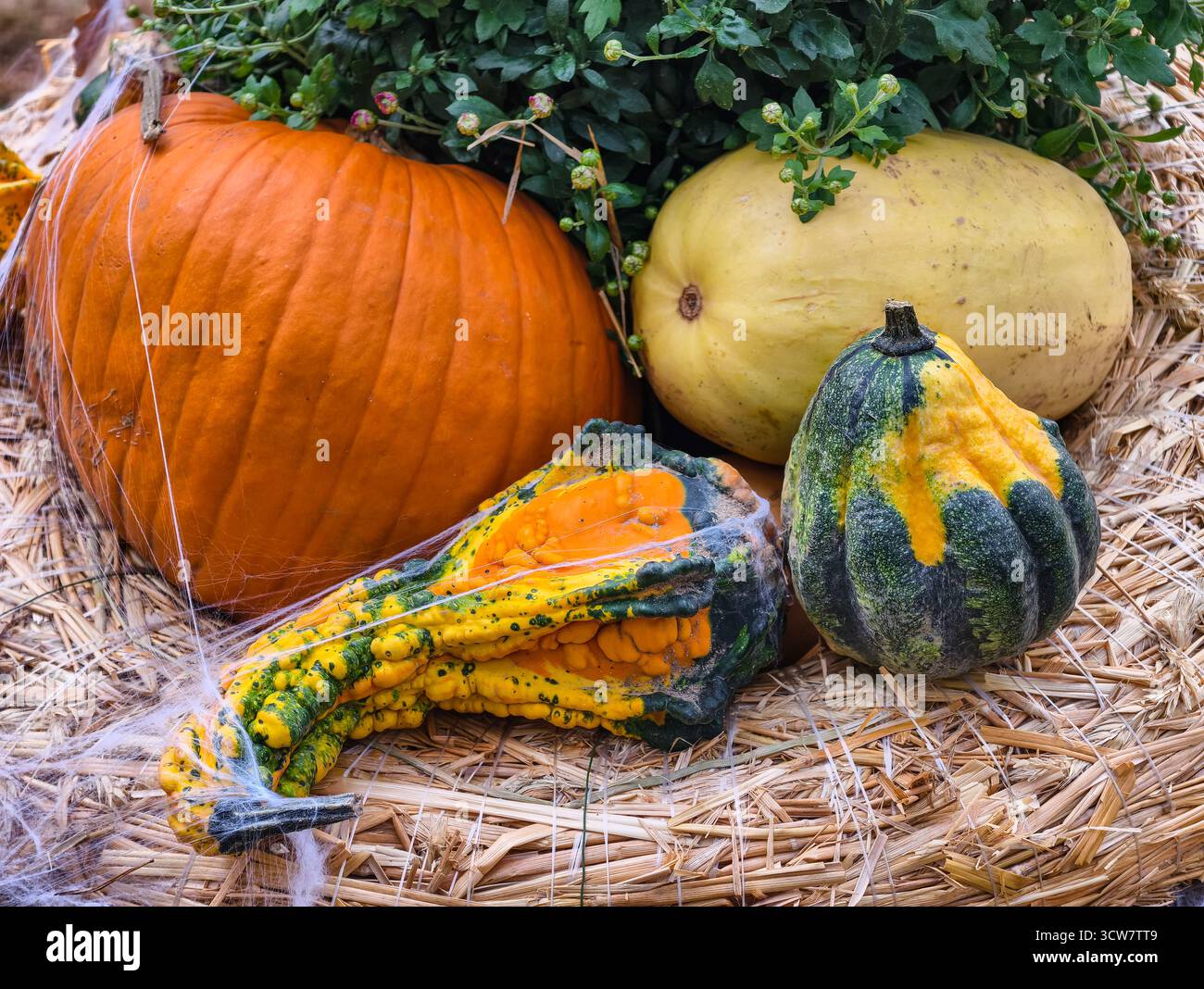 Citrouilles colorées gourdes de foin affichage de balles de foin jardin de récolte d'automne variétés orange vert rayé automne Configuration de décoration saisonnière. Ultra haute résolution. Banque D'Images