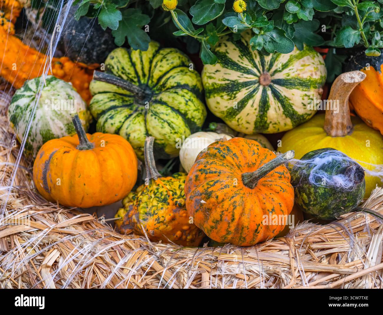 Colorée Heirloom citrouilles gourdes variétés de courge Autumn Harvest Collection de légumes frais biologiques du marché agricole affichage des produits. Fond d'écran automne Banque D'Images
