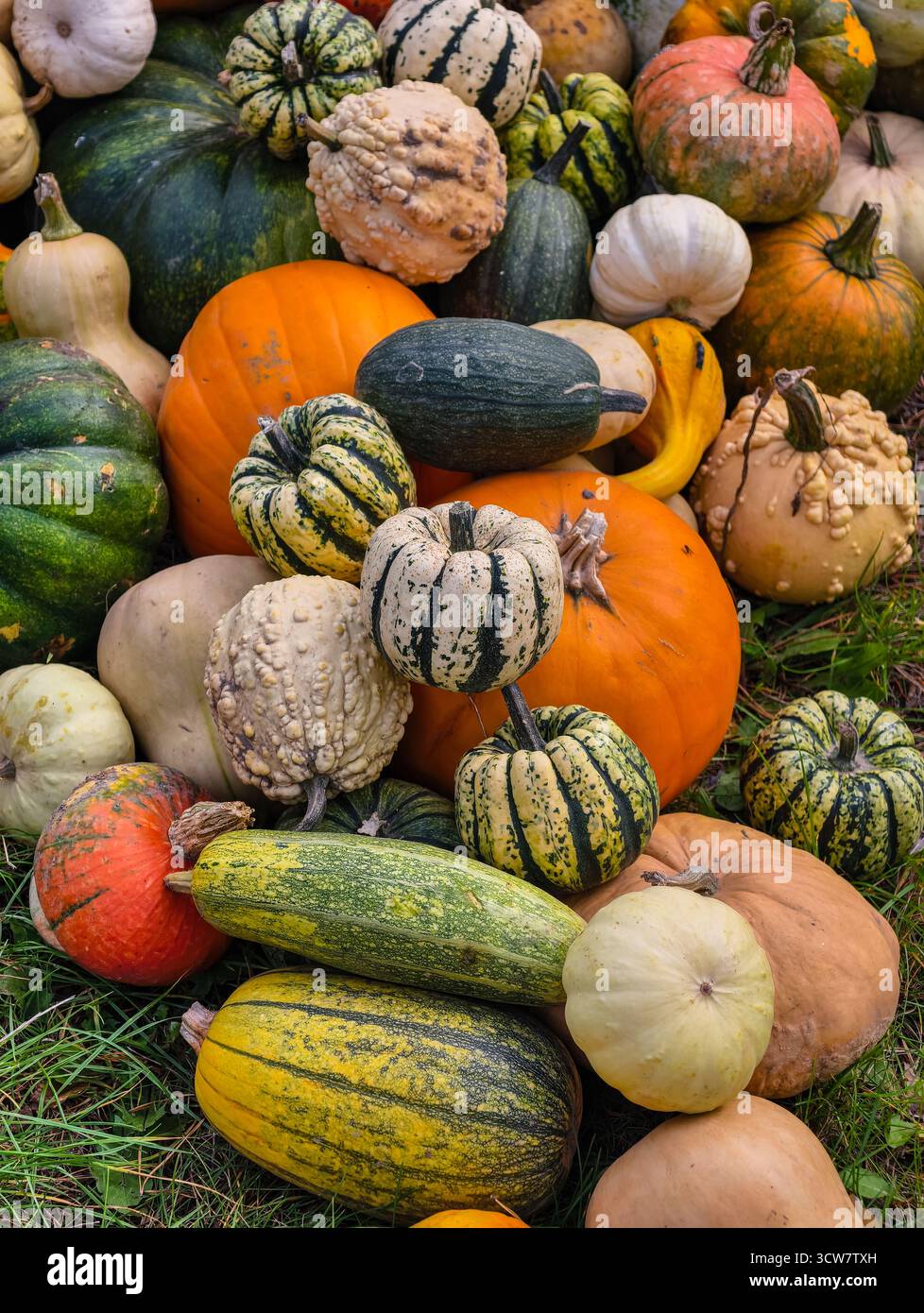 Colorée Heirloom citrouilles gourdes variétés de courge Autumn Harvest Collection de légumes frais biologiques du marché agricole affichage des produits. Toile de fond naturelle Banque D'Images