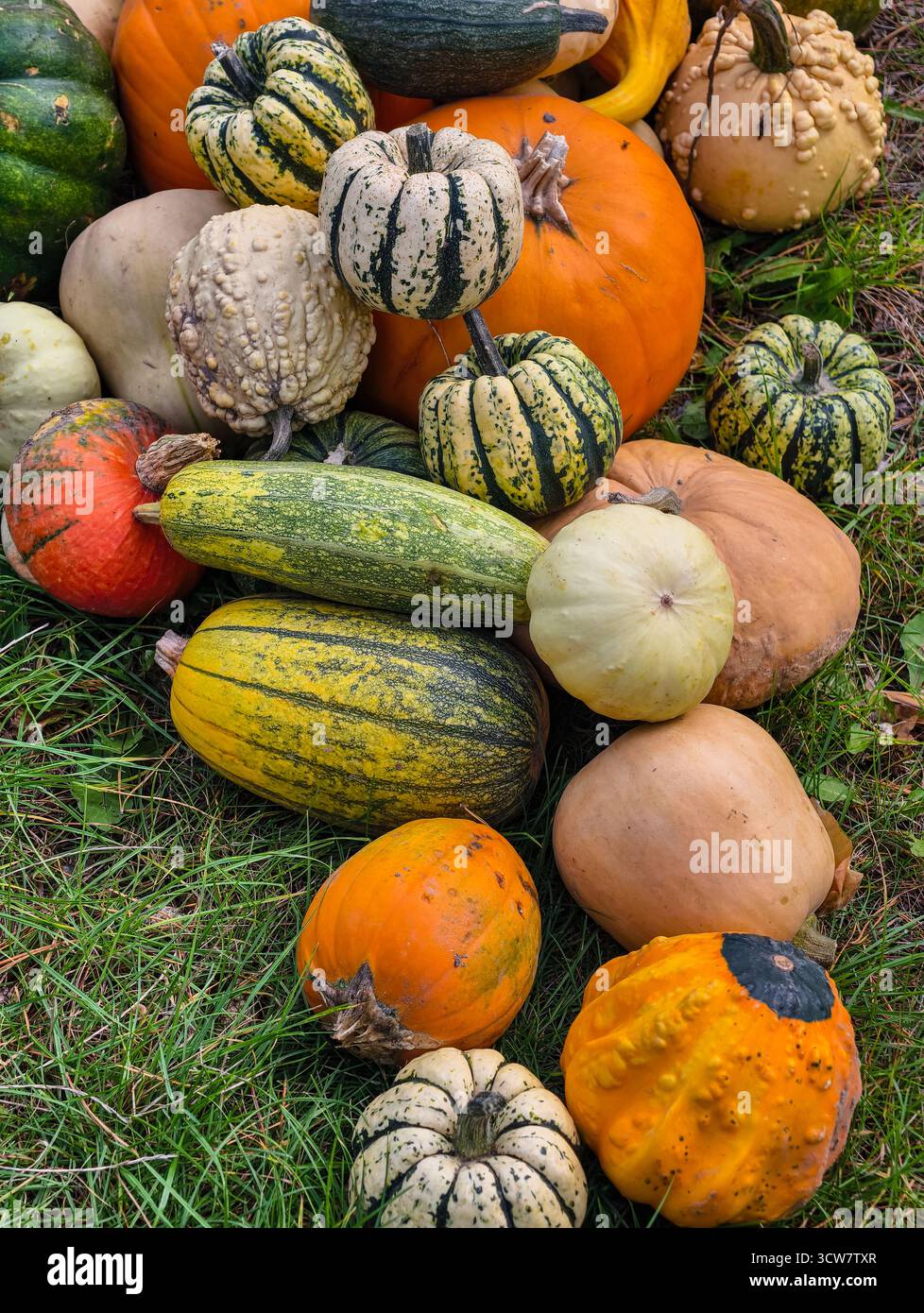 Colorée Heirloom citrouilles gourdes variétés de courge Autumn Harvest Collection de légumes frais biologiques du marché agricole affichage des produits. Fond d'écran naturel Banque D'Images