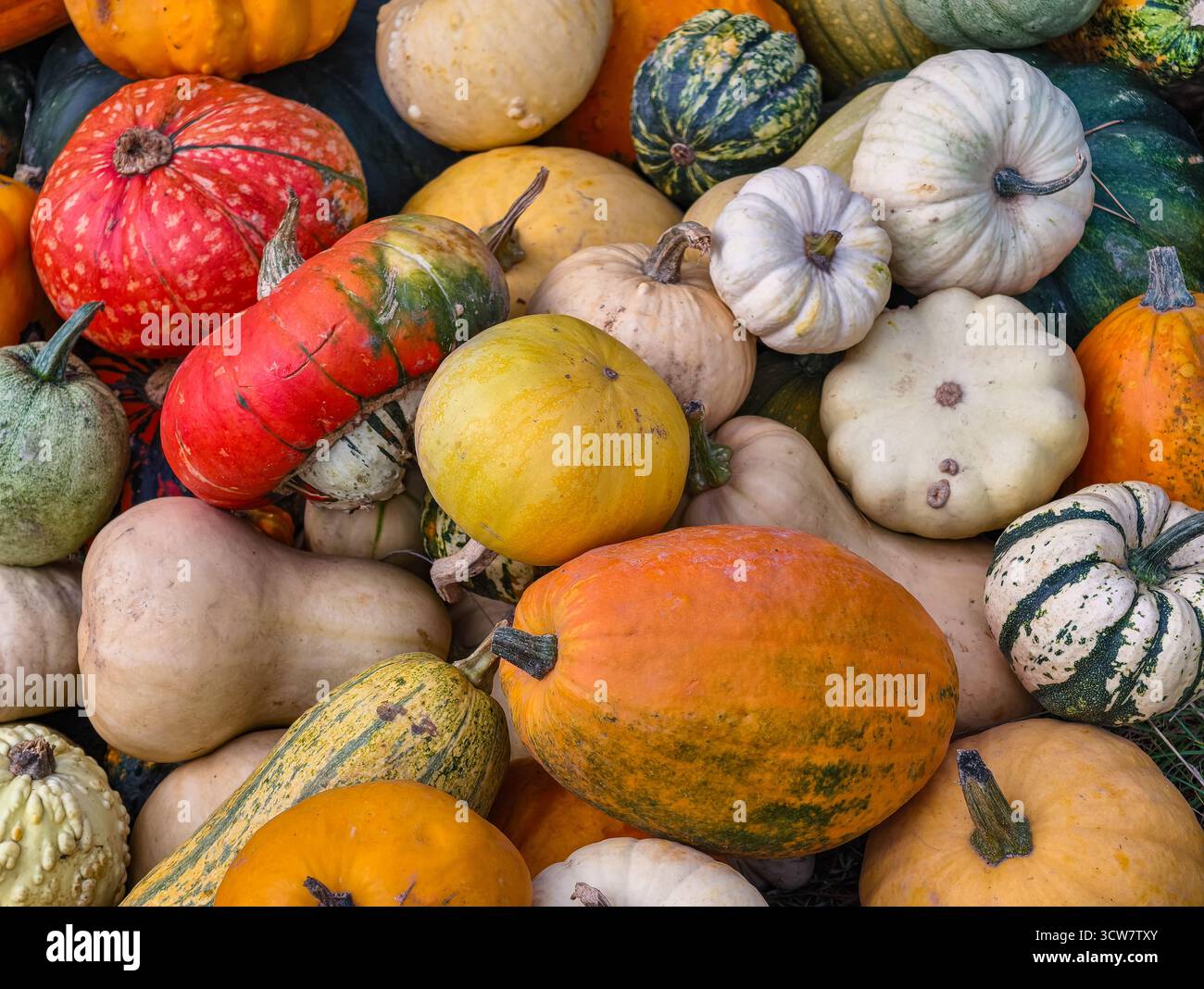 Colorée Heirloom citrouilles gourdes variétés de courge Autumn Harvest Collection de légumes frais biologiques du marché agricole affichage des produits. Arrière-plan naturel Banque D'Images