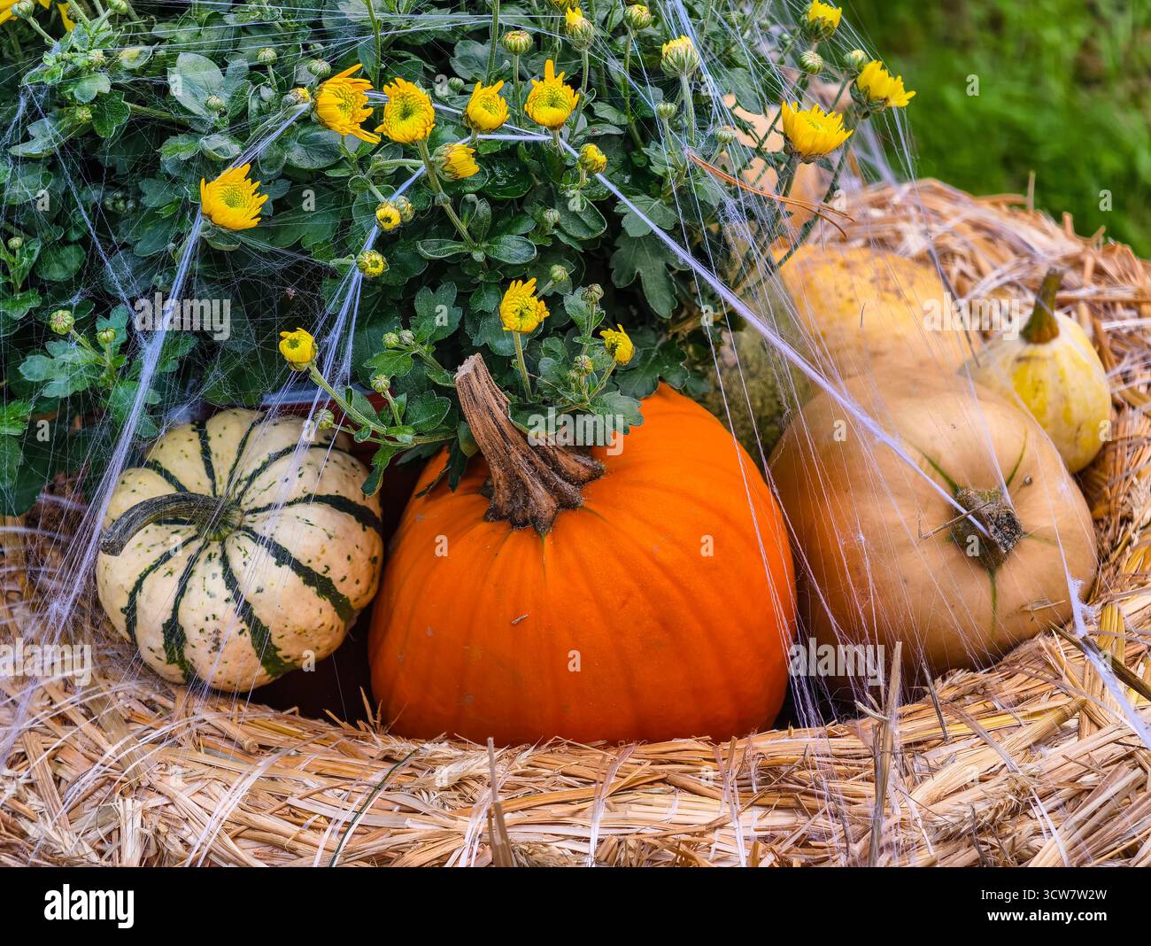 Citrouilles d'Halloween avec toile d'araignée décoration jaune mamans balles de foin Fall Harvest Display Autumn Garden Seasonal Spooky Setup Scene. Arrière-plan naturel Banque D'Images