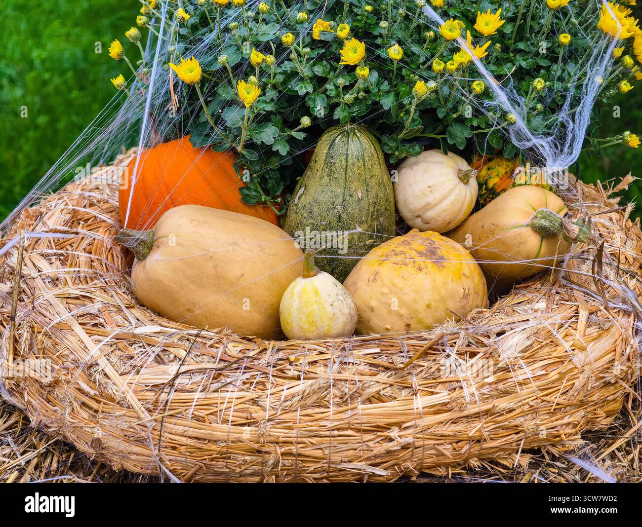 Citrouilles d'Halloween avec toile d'araignée décoration jaune mamans balles de foin Fall Harvest Display Autumn Garden Seasonal Spooky Setup Scene. Arrière-plan naturel Banque D'Images