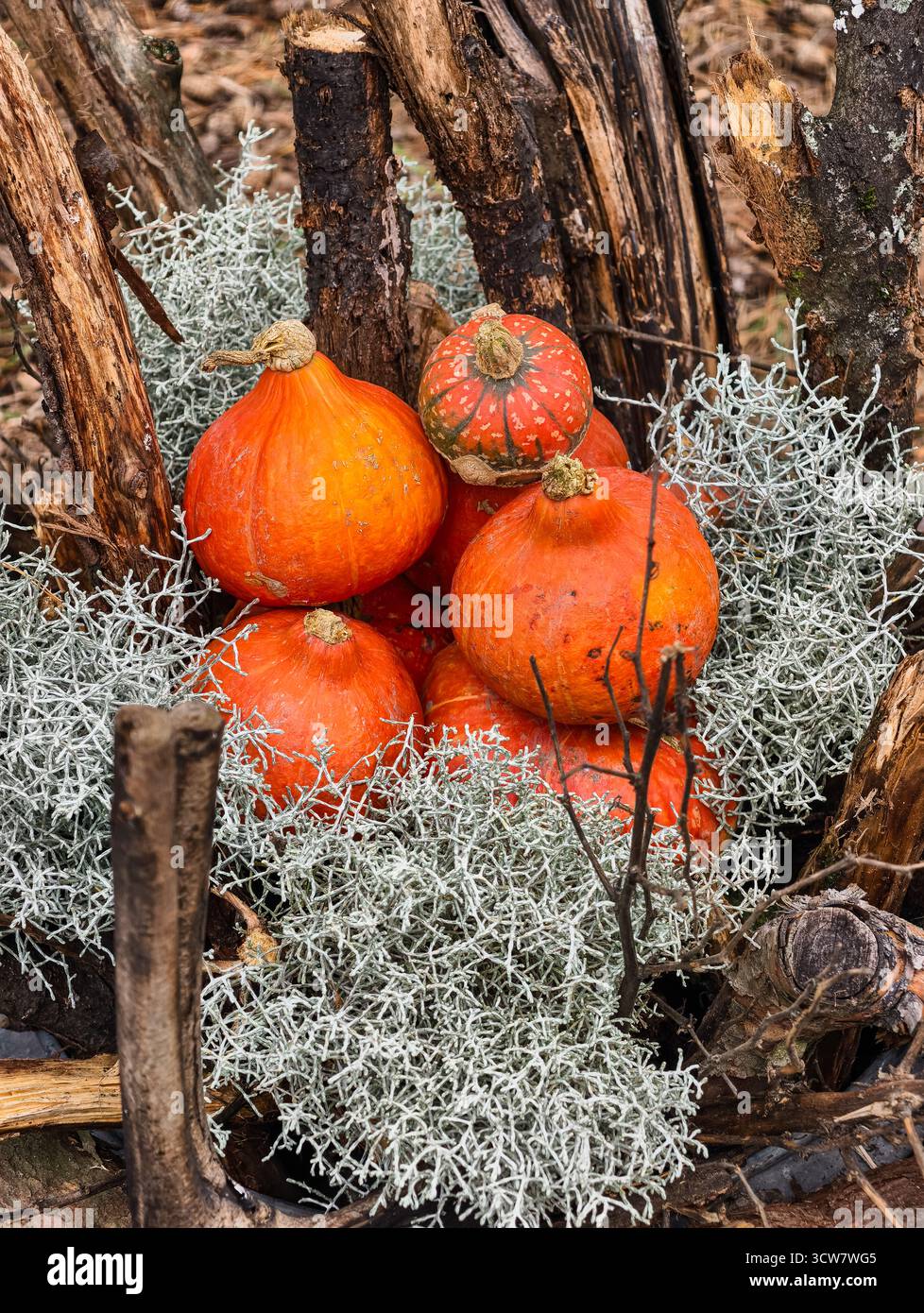 Citrouilles avec mousse de lichen sur branches de bois rustiques forêt naturelle récolte d'automne produits agricoles biologiques affichage d'automne bois. Ultra haute résolution Banque D'Images