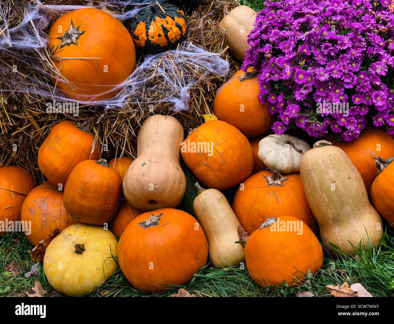 Courges de citrouilles d'automne avec Purple asters fleurs jardin d'automne décoration de récolte saisonnière aménagement paysager extérieur. Fond d'écran naturel Banque D'Images