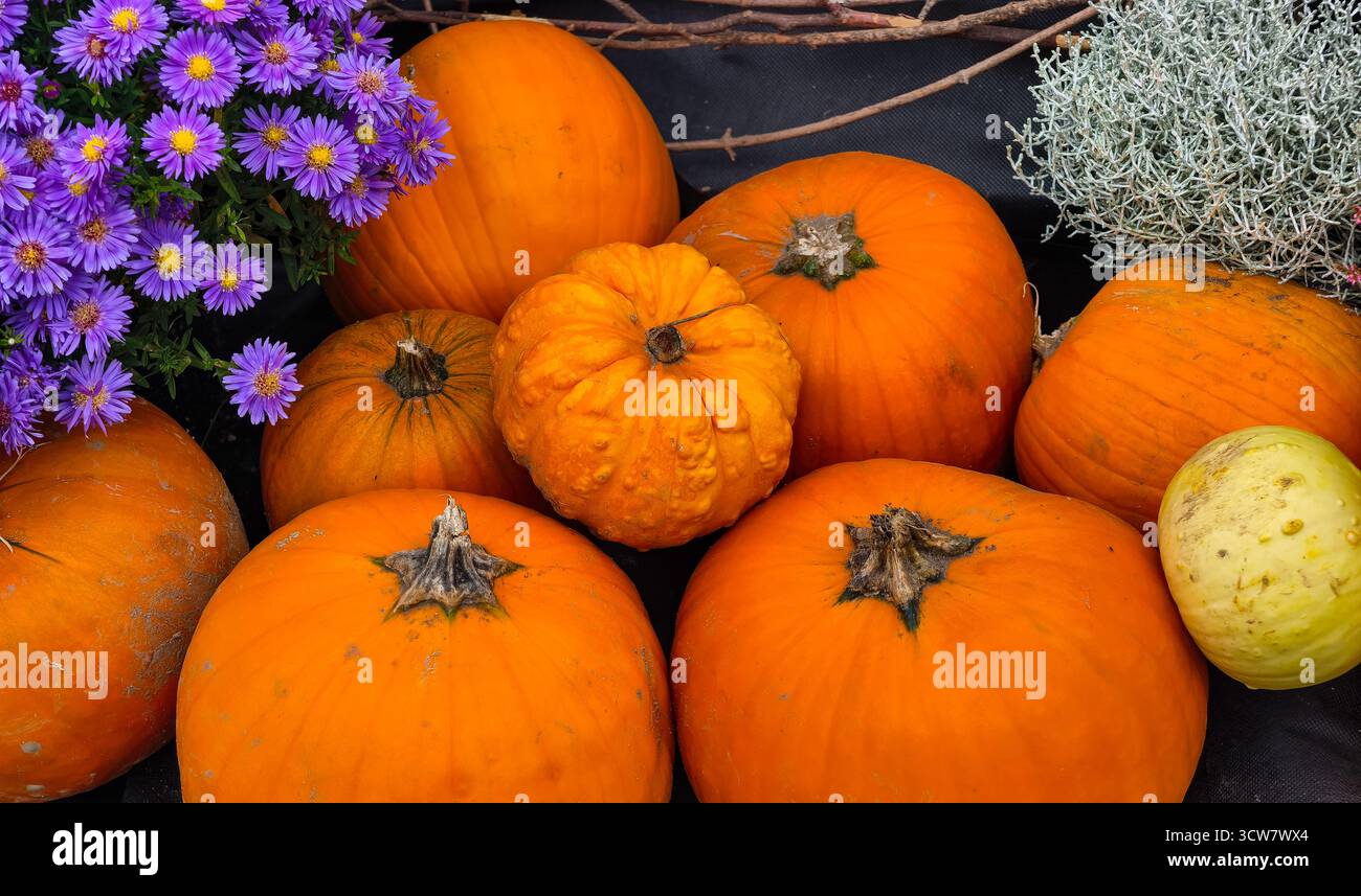 Courges de citrouilles d'automne avec Purple asters fleurs jardin d'automne décoration de récolte saisonnière aménagement paysager extérieur Banque D'Images