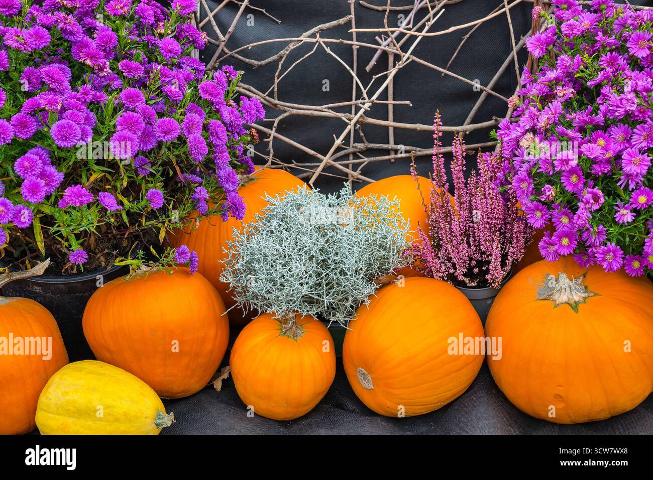 Courges de citrouilles d'automne avec Purple asters fleurs jardin d'automne décoration de récolte saisonnière aménagement paysager extérieur. Arrière-plan naturel Banque D'Images