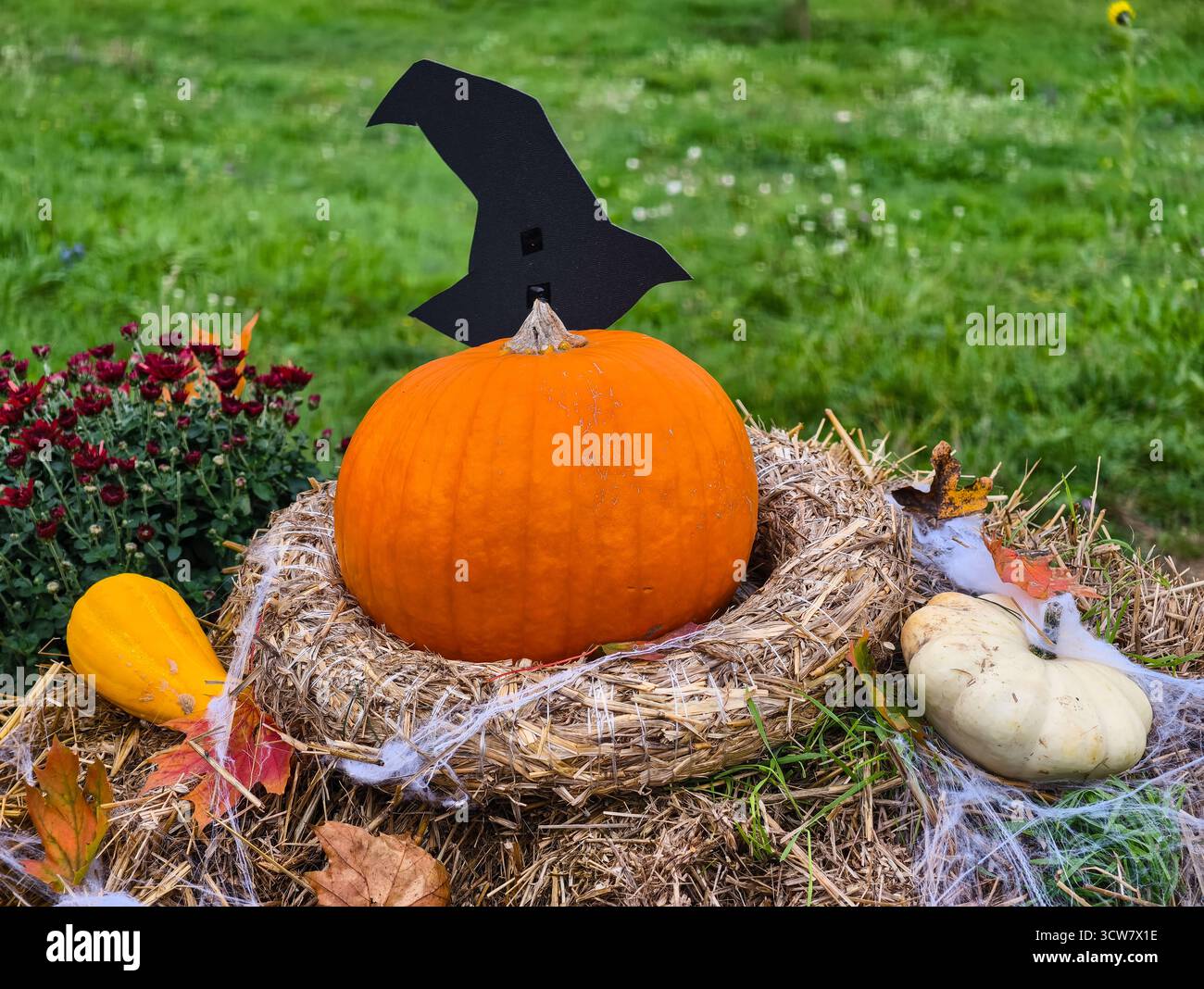 Citrouilles d'Halloween avec toile d'araignée décoration jaune mamans balles de foin Fall Harvest Display Autumn Garden Seasonal Spooky Setup Scene. Ultra HD Banque D'Images