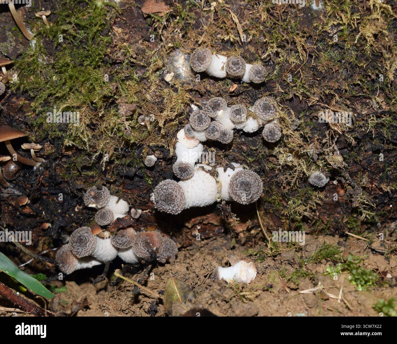 Champignon champignon de miel foncé parasite émergent. Armillaria Ostoyae. Colonie de champignons parasites Banque D'Images
