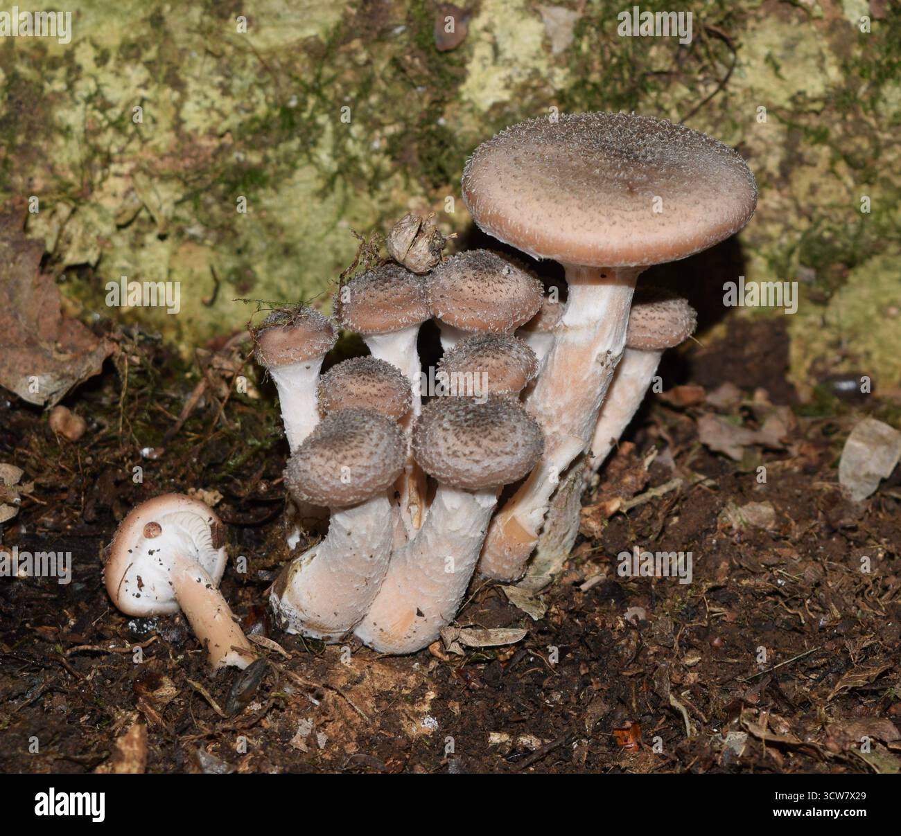 Champignon champignon de miel foncé parasite émergent. Armillaria Ostoyae. Colonie de champignons parasites Banque D'Images