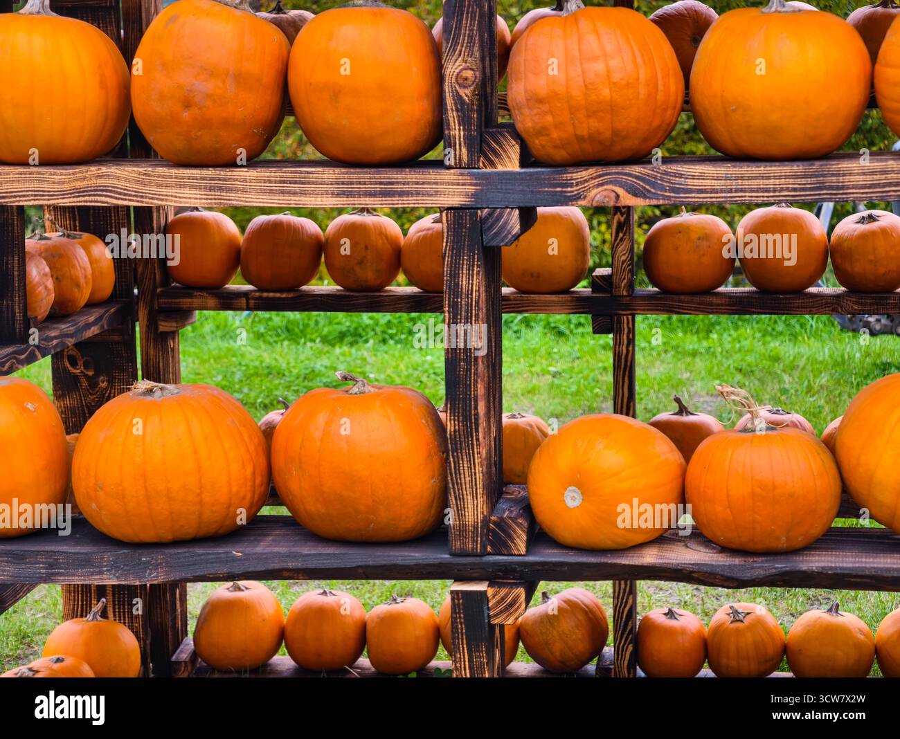 Affichage de citrouilles orange sur des étagères en bois rustiques Autumn Harvest Farm Stand Market Fresh Produce entreposage saisonnier agricole d'automne Banque D'Images