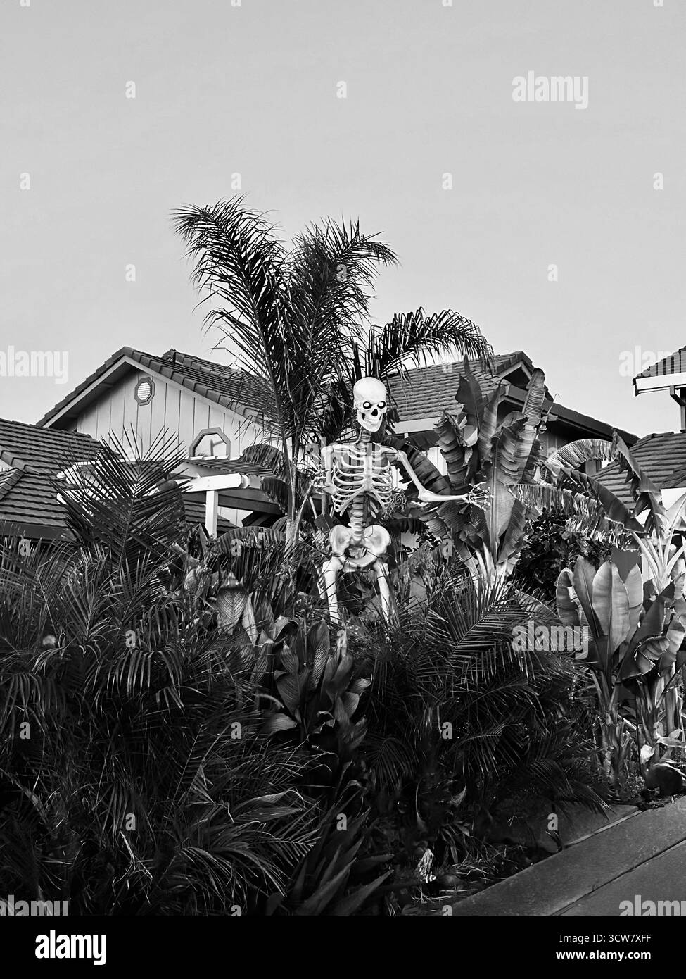 Skeleton Halloween Display parmi les palmiers — Black and White Fine Art Banque D'Images