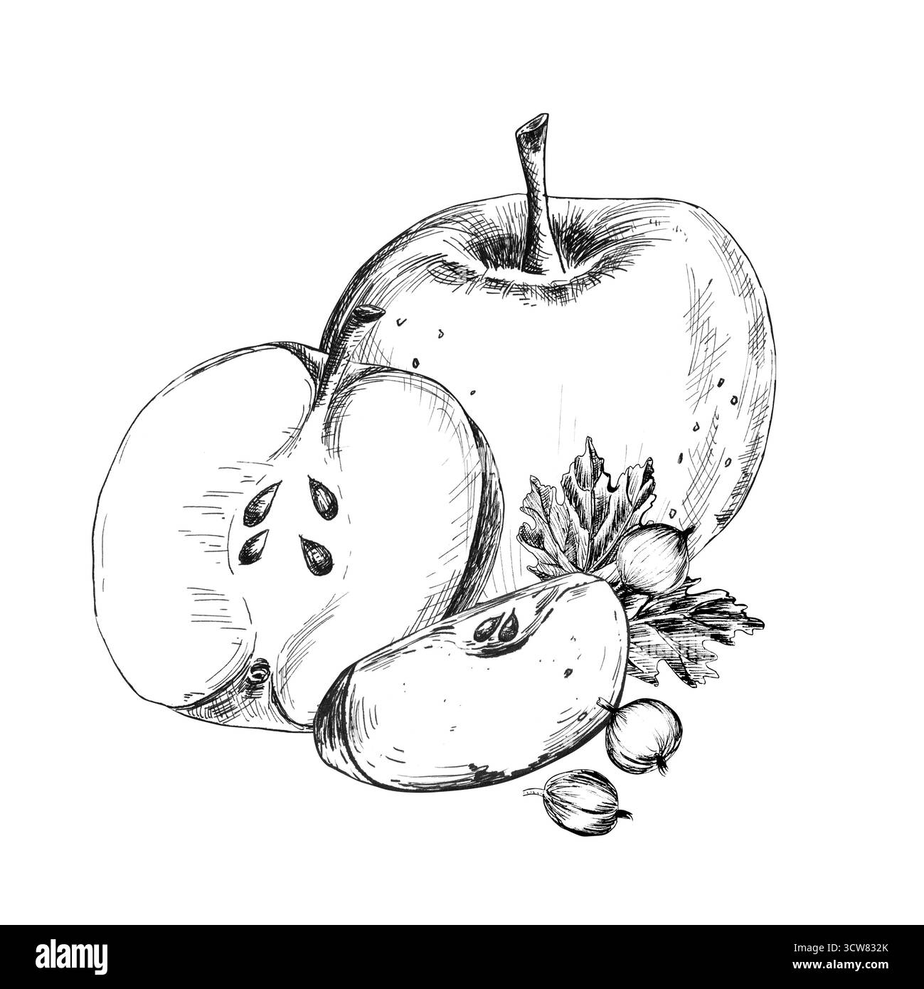 Dessin à l'encre de pommes et de tranches et de baies et de feuilles de groseille à maquereau. Clipart alimentaire monochrome. Ligne Illustration dessinée à la main pour l'emballage alimentaire, COO Banque D'Images