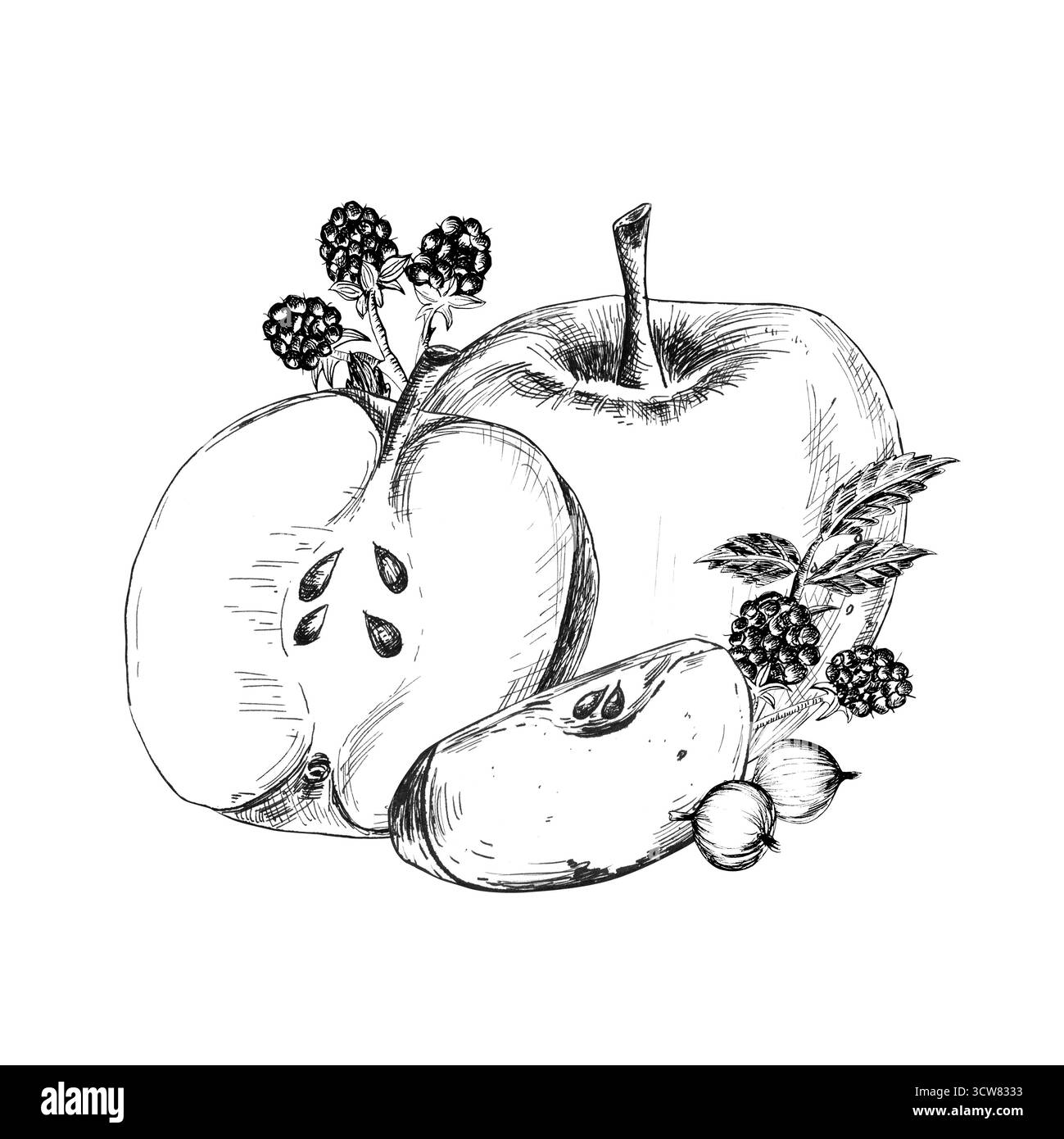 Dessin à l'encre de pommes et de tranches, brindilles de mûre et baies de groseille à maquereau. Clipart alimentaire monochrome. Ligne Illustration dessinée à la main pour emballages alimentaires Banque D'Images