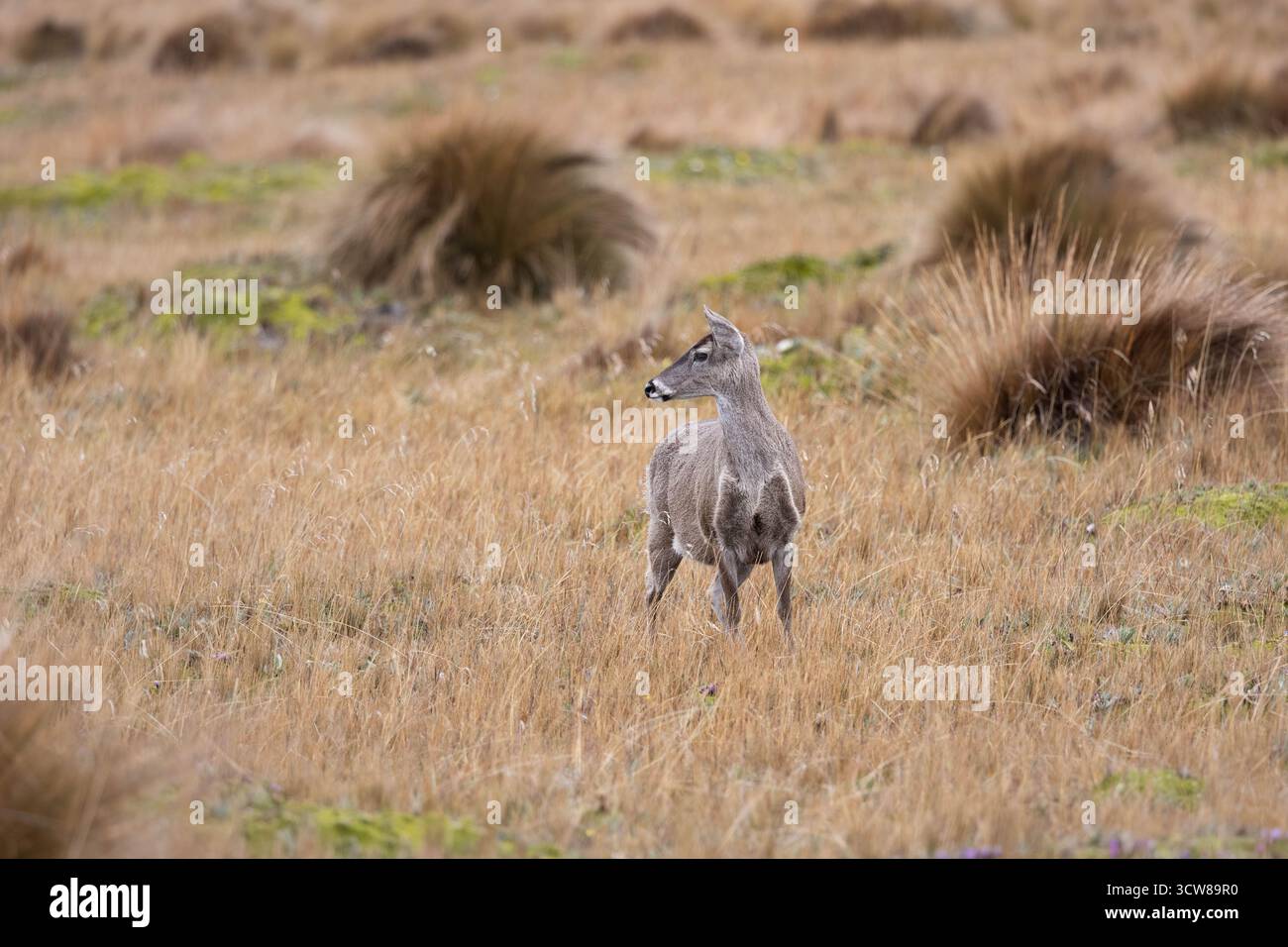 Cerf de Virginie (Odocoileus virginianus ustus) en état d'alerte dans les hautes prairies andines de páramo en Équateur, une espèce indigène des Andes tropicales Banque D'Images