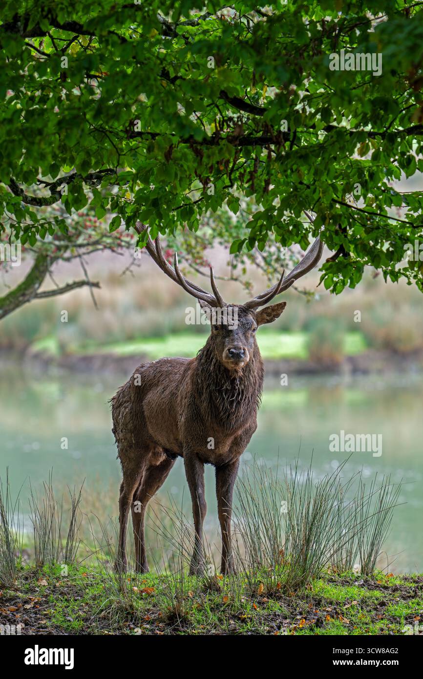 Cerf rouge majestueux (Cervus elaphus) cerf avec de gros bois debout dans les prairies sur la rive du lac pendant l'ornière en automne / automne Banque D'Images