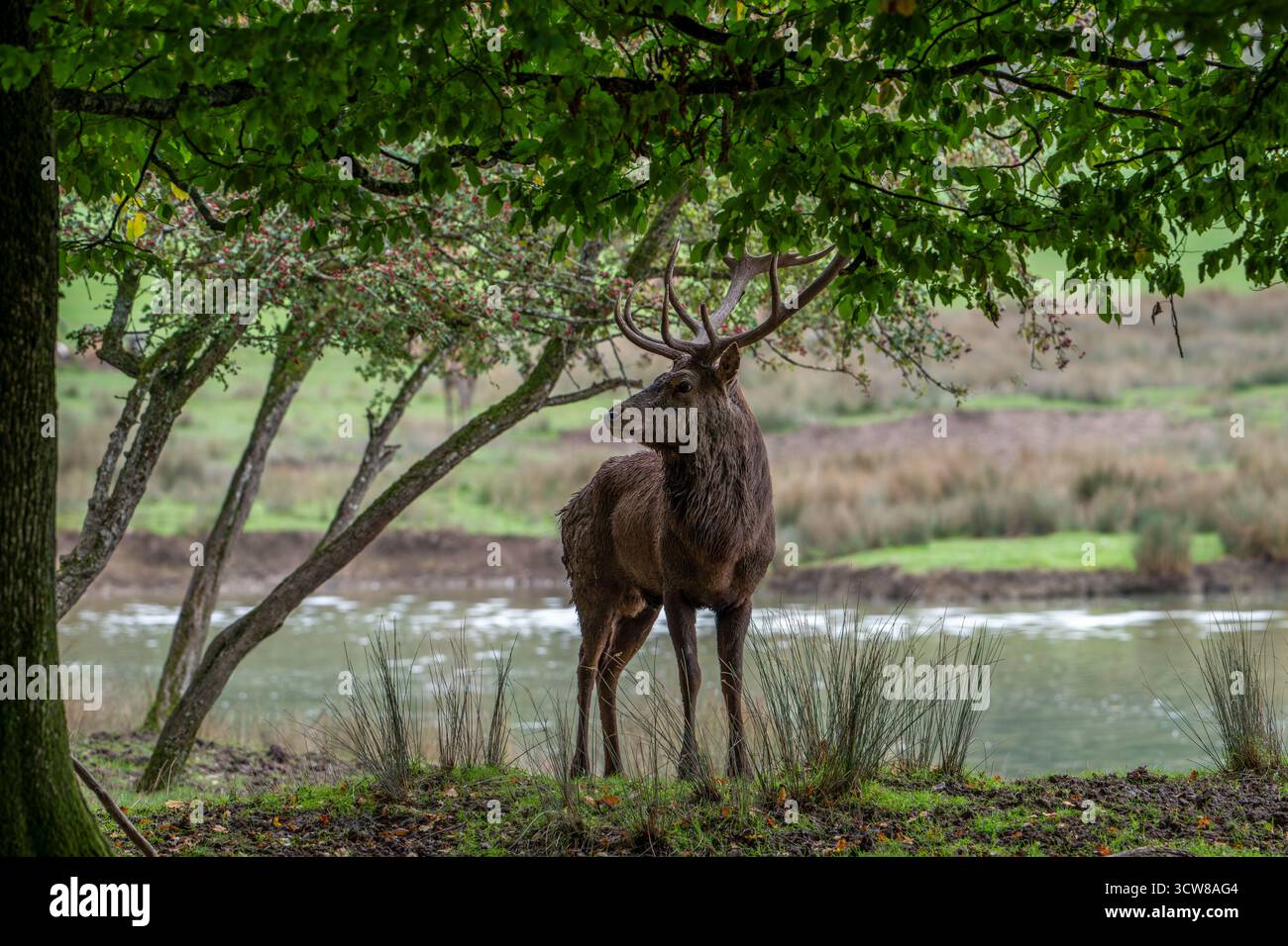 Cerf rouge majestueux (Cervus elaphus) cerf avec de gros bois debout dans les prairies sur la rive du lac pendant l'ornière en automne / automne Banque D'Images