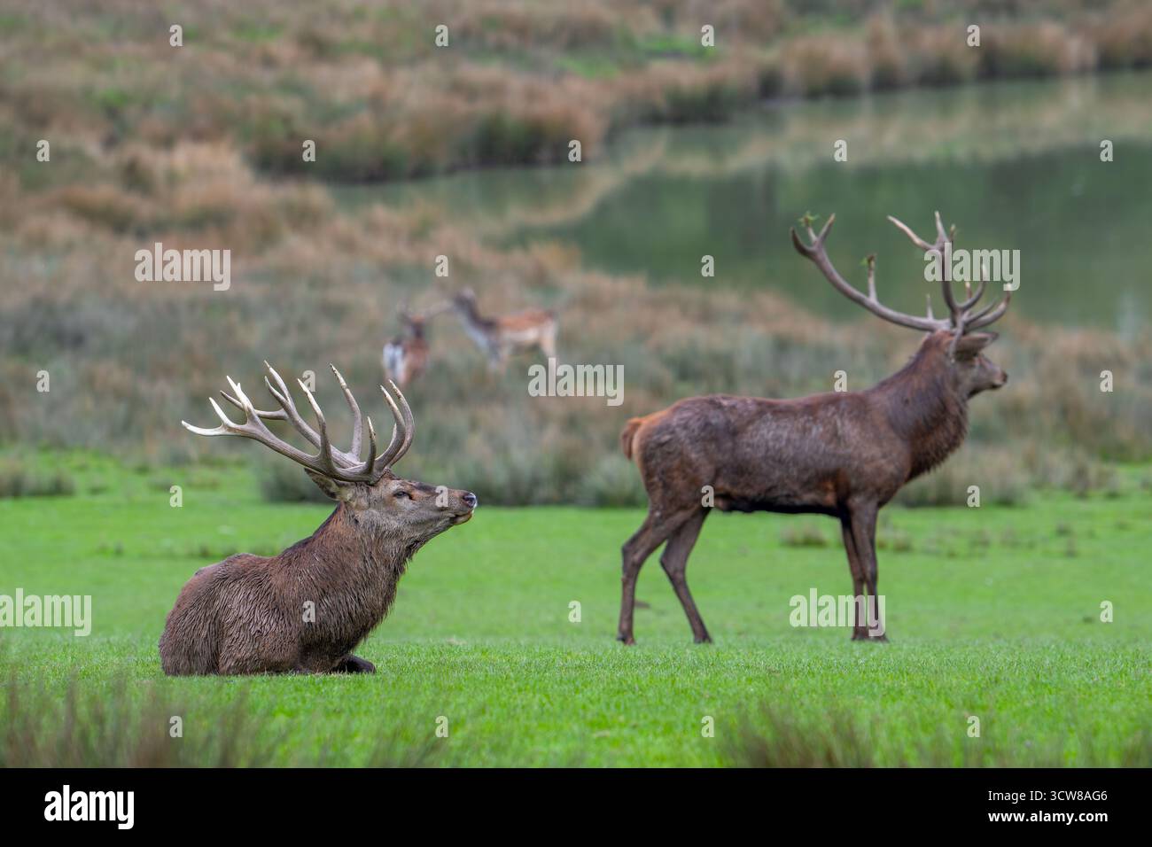 Deux cerfs rouges (Cervus elaphus) avec de gros bois debout dans les prairies sur la rive du lac pendant l'ornière en automne / automne Banque D'Images