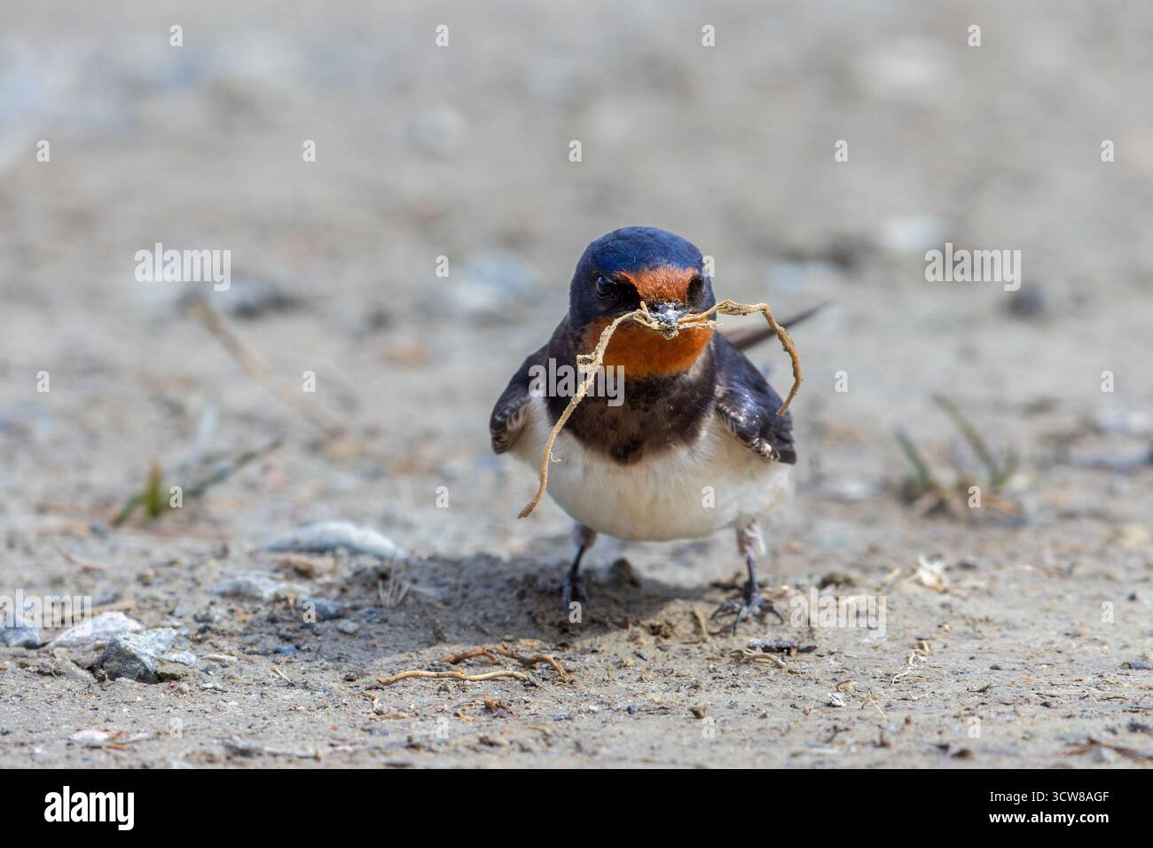 Hirondelle de grange (Hirundo rustica / Hirundo erythrogaster) recueillant des brindilles et de la boue dans le bec de flaque pour construire le nid au printemps Banque D'Images