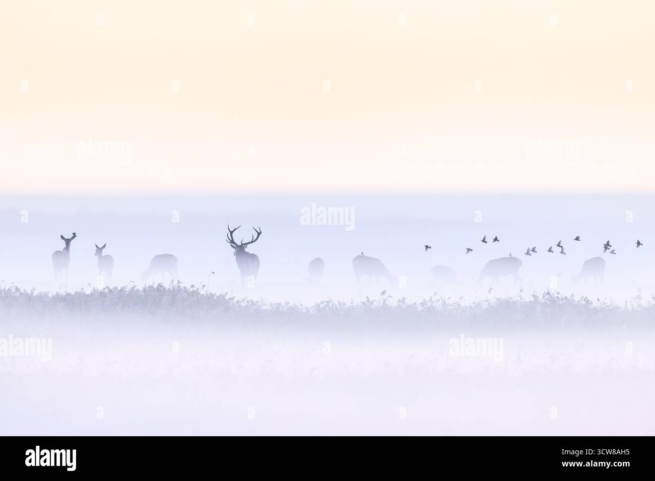 Troupeau de cerfs de cerfs rouges dans la brume matinale le long de la mer Baltique, zone de lagune de Poméranie occidentale NP, Mecklembourg-Poméranie occidentale, Allemagne Banque D'Images