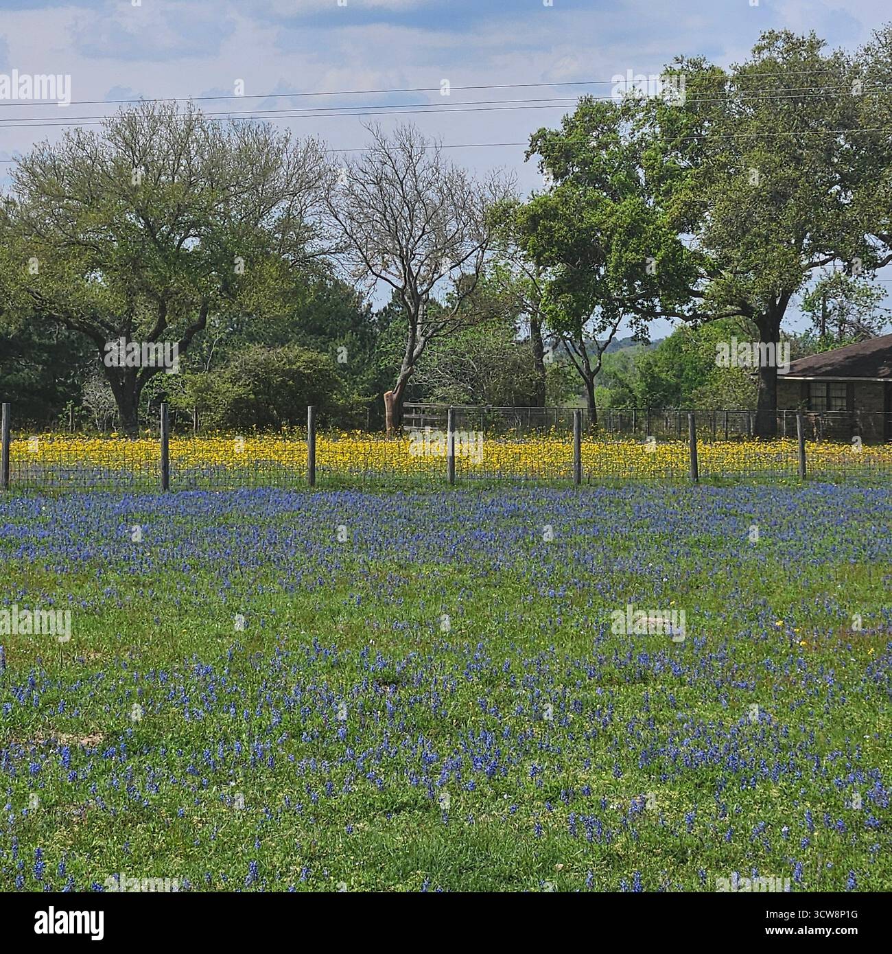 Verger rempli de fleurs sauvages et de bluebonnets à Spring, Brenham, Texas Banque D'Images