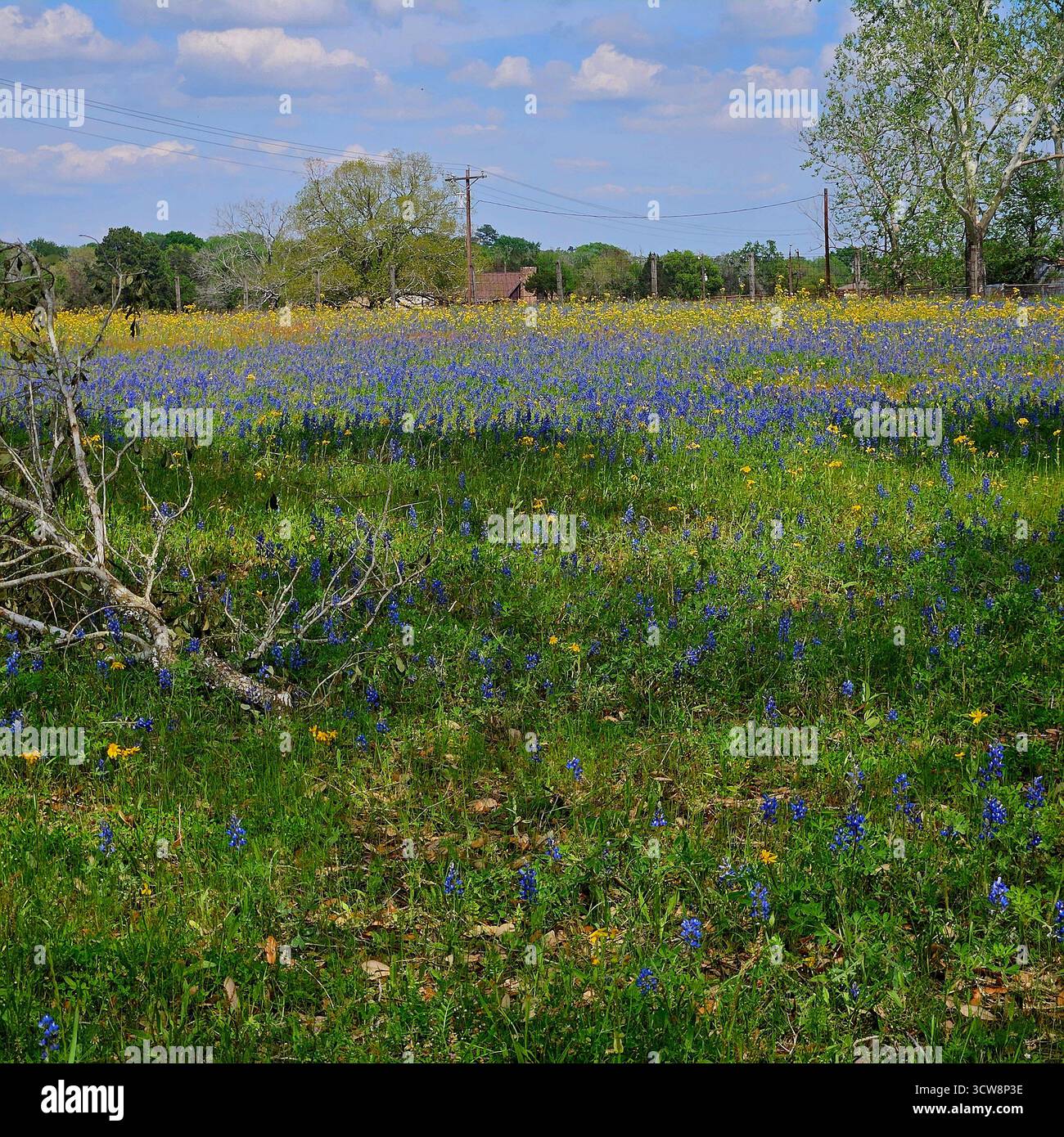 Verger rempli de fleurs sauvages et de bluebonnets à Spring, Brenham, Texas Banque D'Images