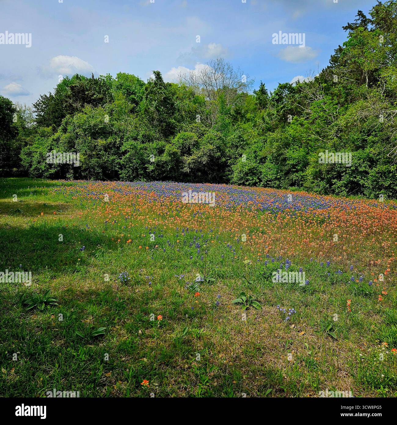 Bluebonnet Field avec des fleurs sauvages rouges et des arbres au loin, Texas Spring Banque D'Images