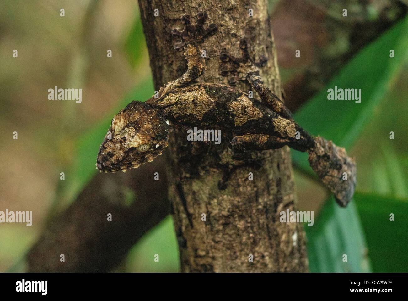 Un Gecko (Uroplatus sikorae) à queue de Mossy repose immobile contre un tronc d'arbre dans la forêt tropicale de Nosy Mangabe, Madagascar. Endémique de l'isla Banque D'Images