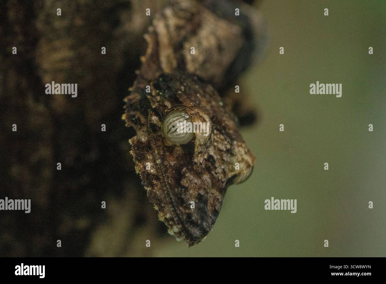 Un Gecko (Uroplatus sikorae) à queue de Mossy repose immobile contre un tronc d'arbre dans la forêt tropicale de Nosy Mangabe, Madagascar. Endémique de l'isla Banque D'Images