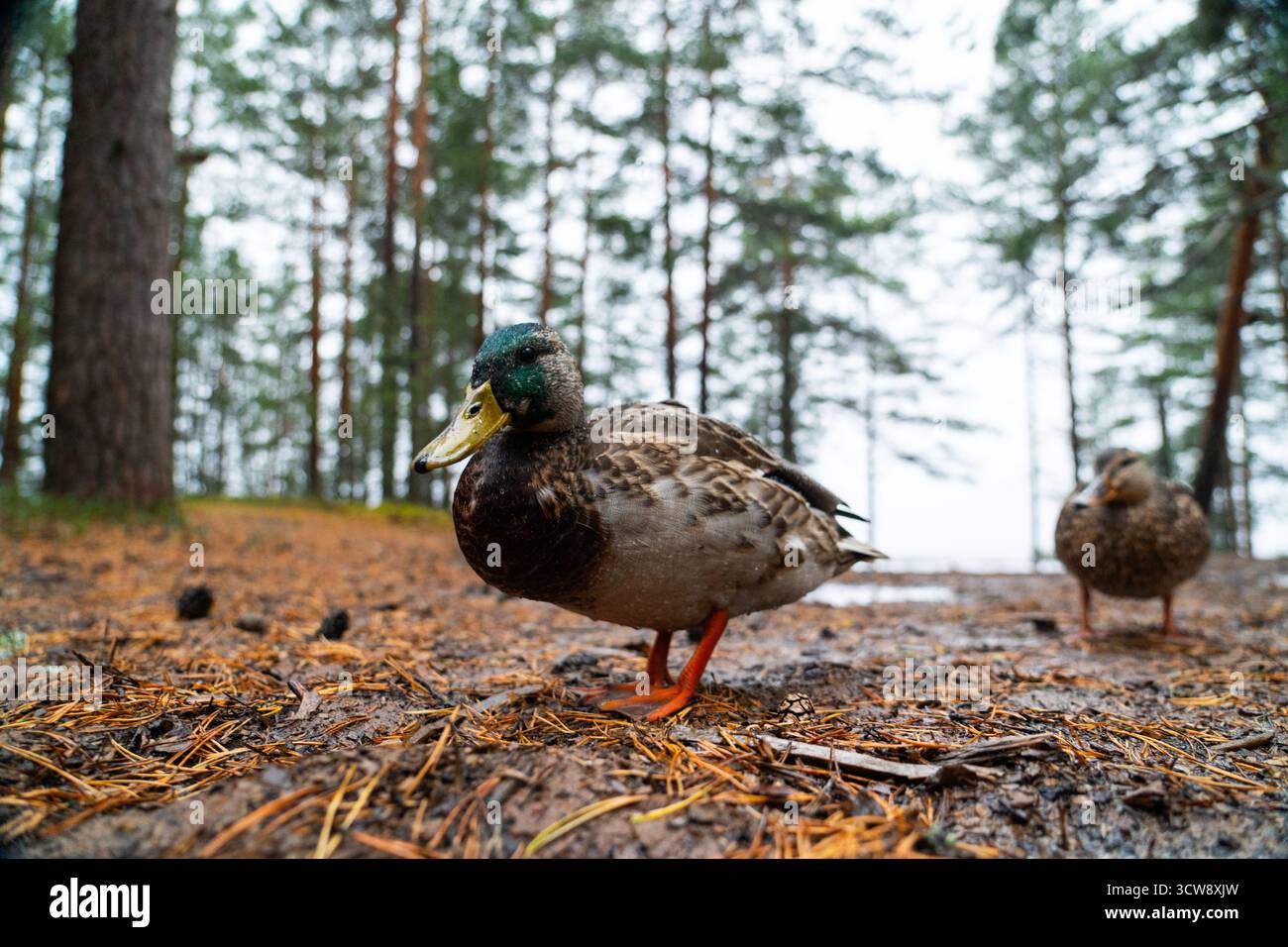 Une vue rapprochée et à angle bas d'un canard colvert mâle avec une tête verte et un bec jaune debout sur le sol de la forêt boueuse Banque D'Images