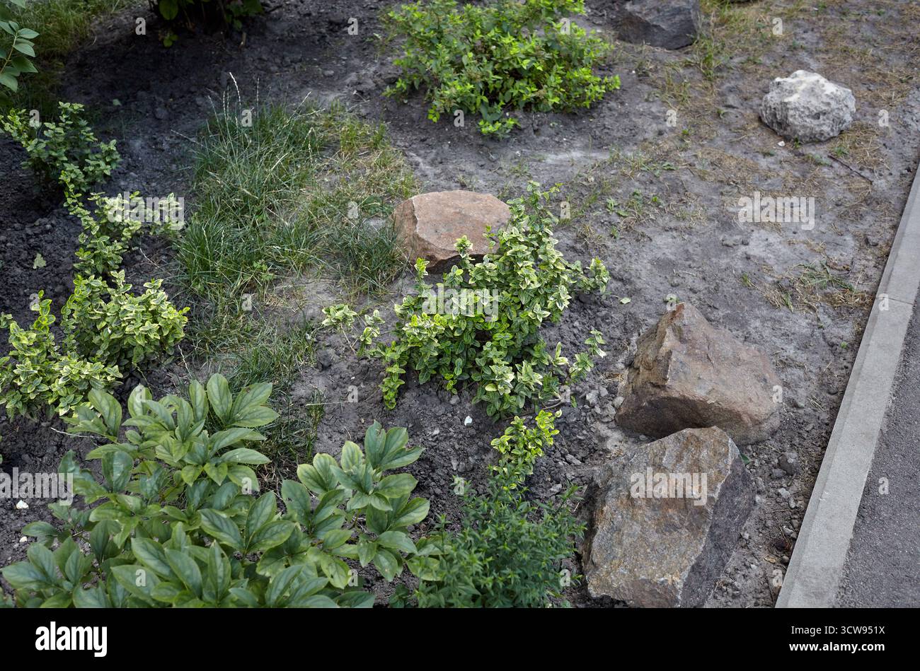 Feuilles colorées d'Euonymus fortunei dans la cour arrière, utilisées comme plante ornementale dans le jardinage. Nom de famille Celastraceae, nom scientifique Euonymus pour Banque D'Images