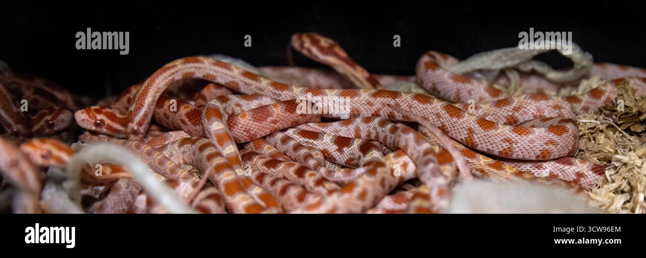 Masse de petits serpents de maïs empilés ensemble sur le substrat. Nouvelle génération de serpents Banque D'Images