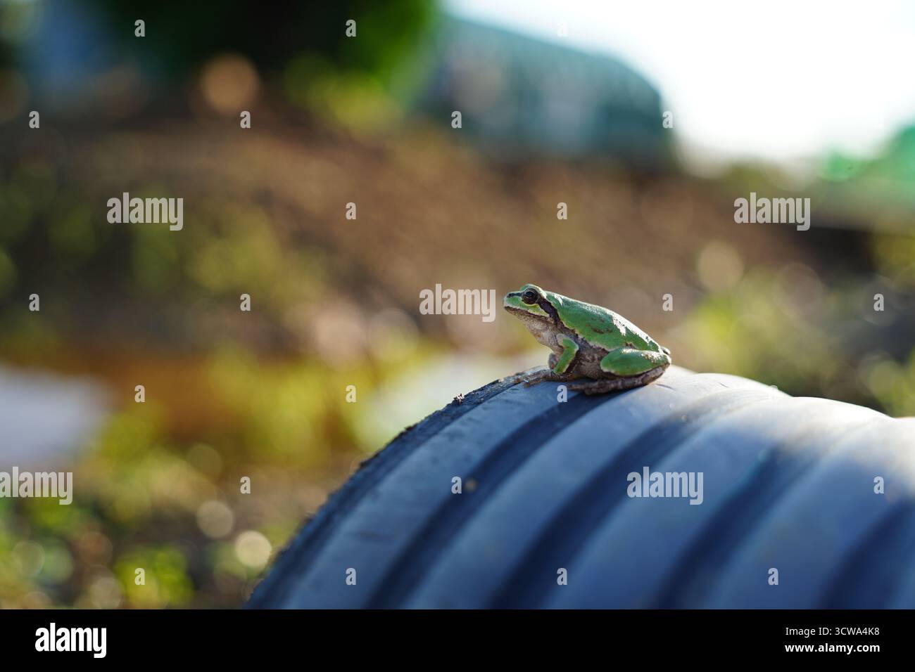 Petite grenouille verte perchée sur tuyau ondulé foncé Banque D'Images