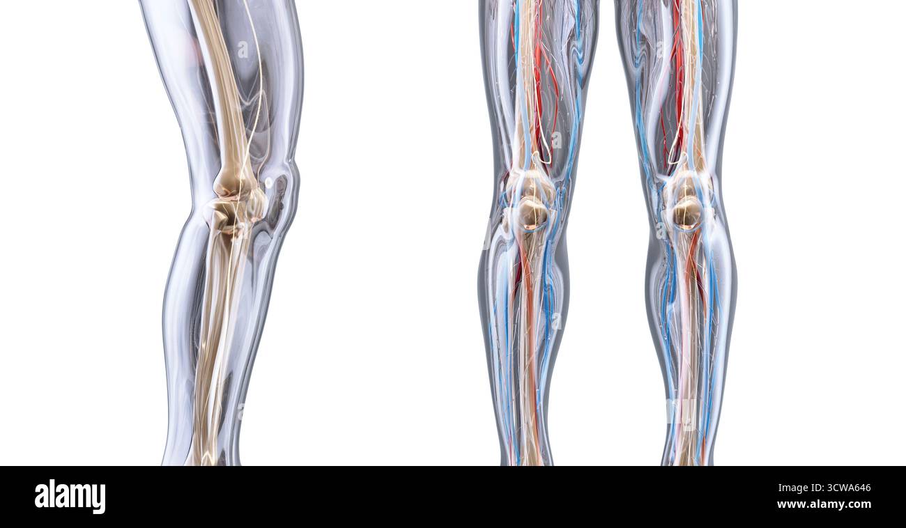 Illustration de jambes humaines avec accent sur les genoux. Les tissus mous semi-transparents révèlent les os sous-jacents des articulations du genou, y compris le fémur, le tibia et la rotule. Banque D'Images