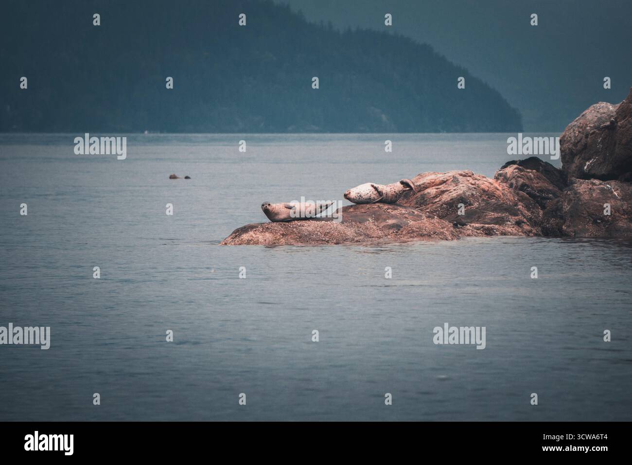 Les phoques reposent sur des rochers lisses dans une eau calme, entourés de montagnes lointaines et d'un ciel brumeux. La scène capture un moment paisible dans la beauté de la nature. Banque D'Images