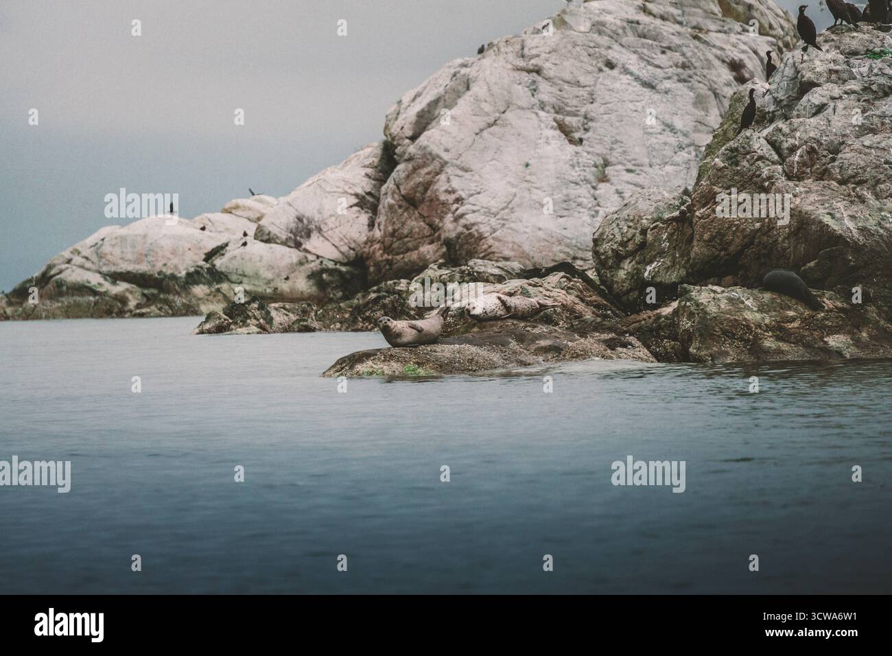 Les phoques se prélassent sur les rochers ensoleillés près de la côte. L'eau est tranquille, créant une atmosphère sereine tandis que les oiseaux se perchent sur les rochers voisins, ajoutant à la s côtière Banque D'Images