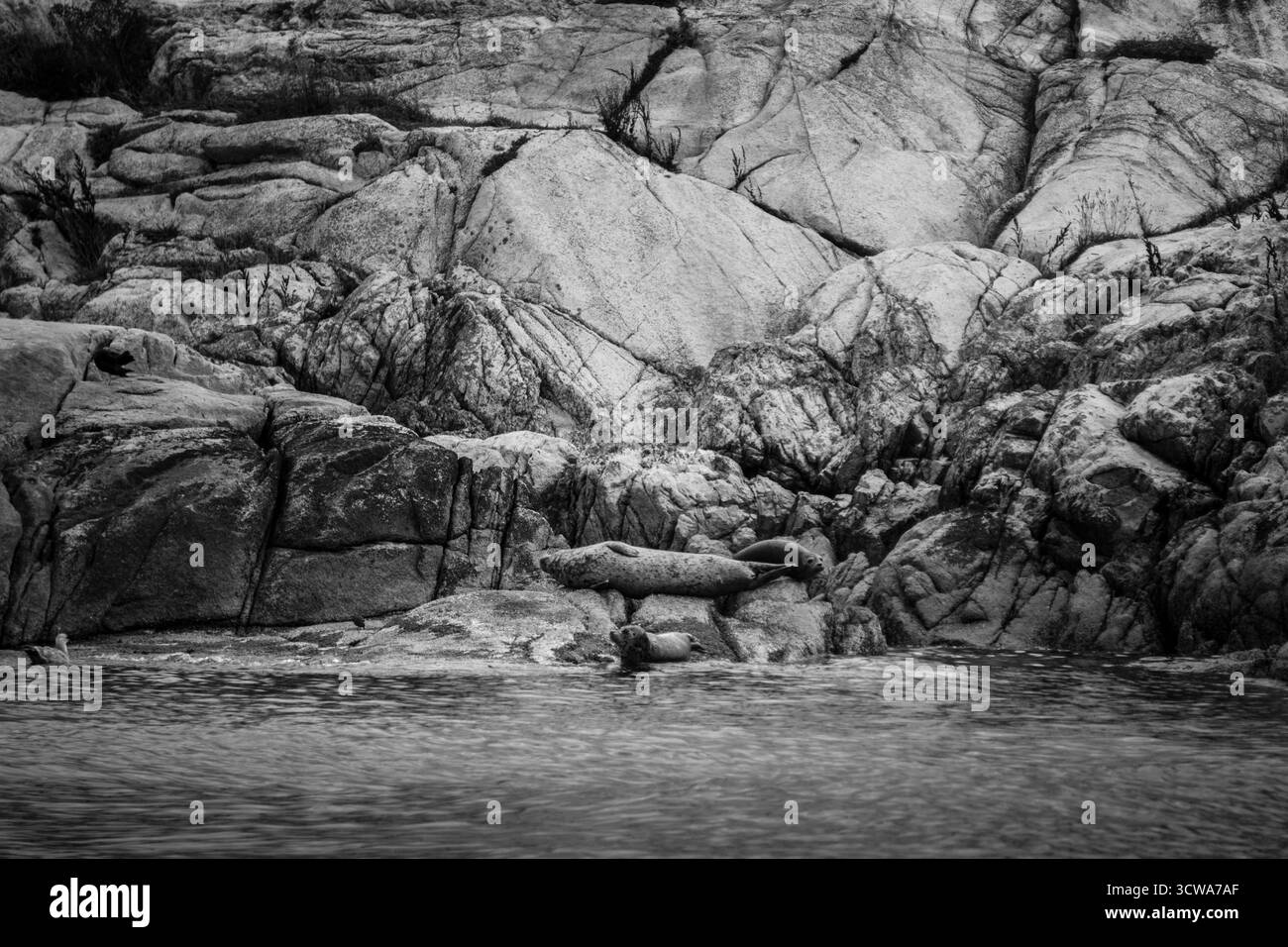 Les phoques se prélassent sur une plage rocheuse tandis que les vagues calmes se tapent doucement contre le rivage. La scène capture un moment serein dans un habitat côtier sous overc Banque D'Images