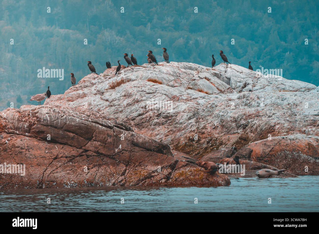 Un groupe d'oiseaux se dresse sur un éperon rocheux tandis que quelques phoques restent à proximité dans des eaux calmes. La scène se déroule sur fond de montagnes lointaines. Banque D'Images