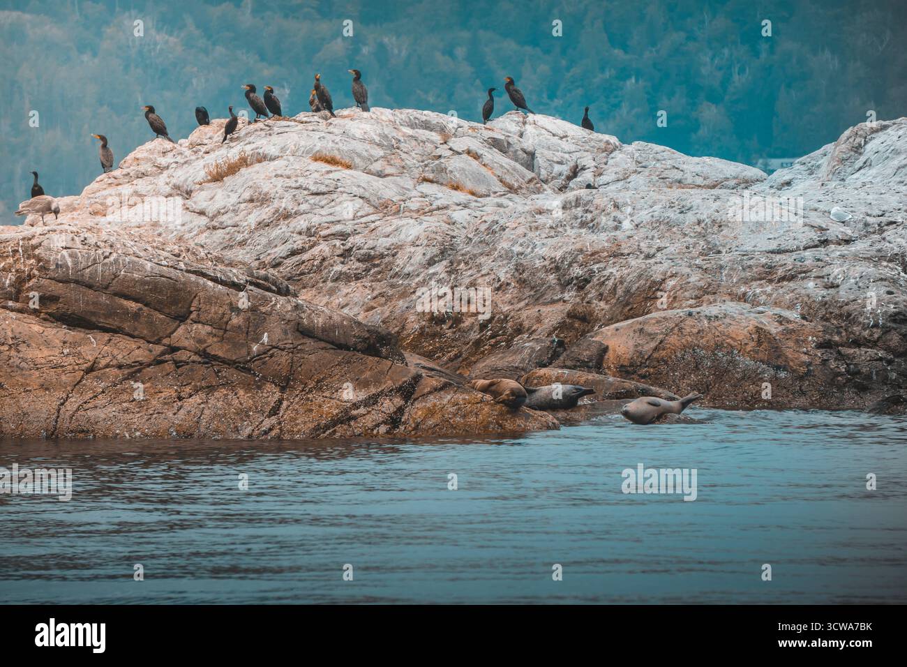 Les oiseaux de mer reposent sur les rochers tandis que les phoques restent à proximité dans un endroit côtier pendant la journée. La scène capture la tranquillité de la faune dans leur nature Banque D'Images