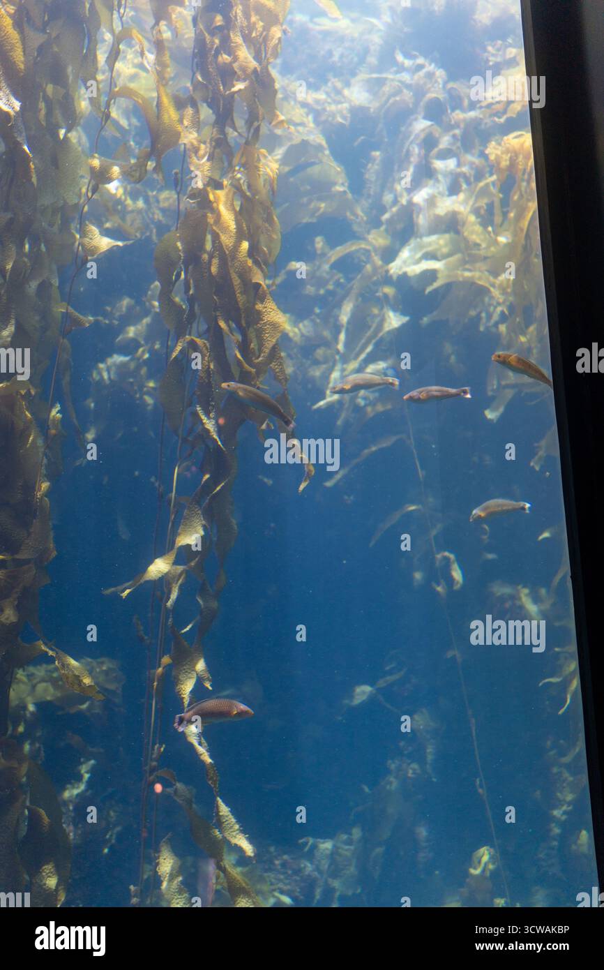 La lumière du soleil traverse de hautes forêts de varech à l'aquarium de Monterey Bay, illuminant les poissons qui dérivent à travers les frondes dorées. Banque D'Images