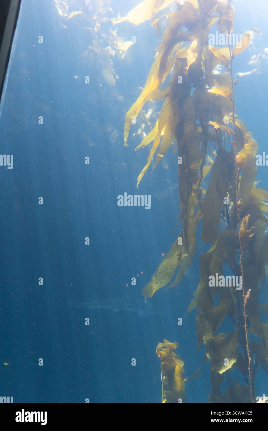 La lumière du soleil traverse de hautes forêts de varech à l'aquarium de Monterey Bay, illuminant les poissons qui dérivent à travers les frondes dorées. Banque D'Images