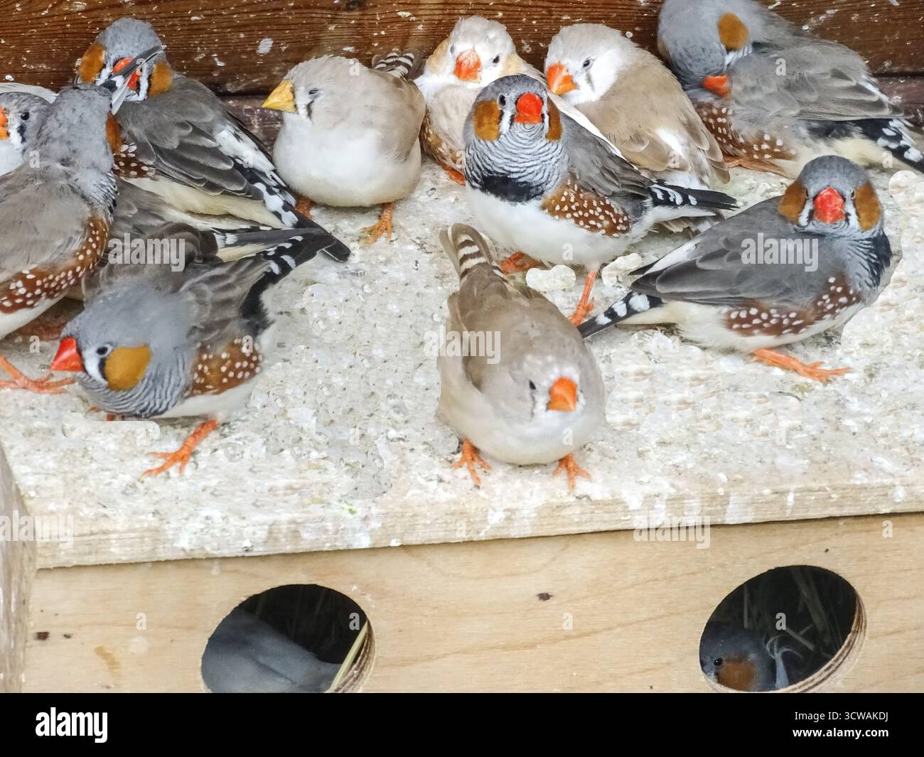 Groupe d'oiseaux de Finch zèbre. Poephila guttata Banque D'Images