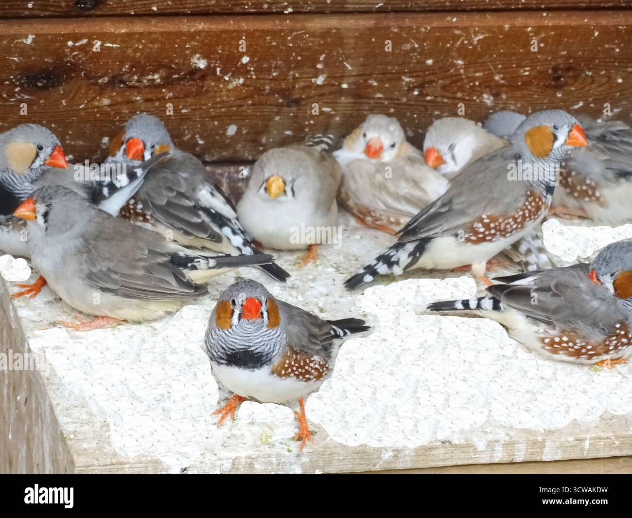 Groupe d'oiseaux de Finch zèbre. Poephila guttata Banque D'Images